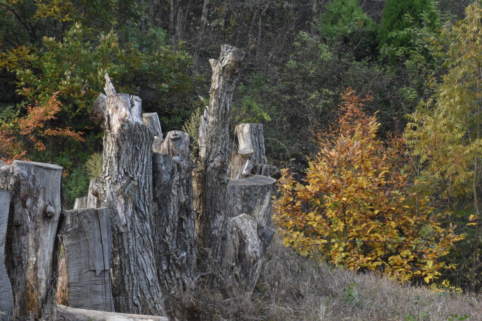 Nikon D7200 sample photo. Withered, wilderness, yellow leaves photography