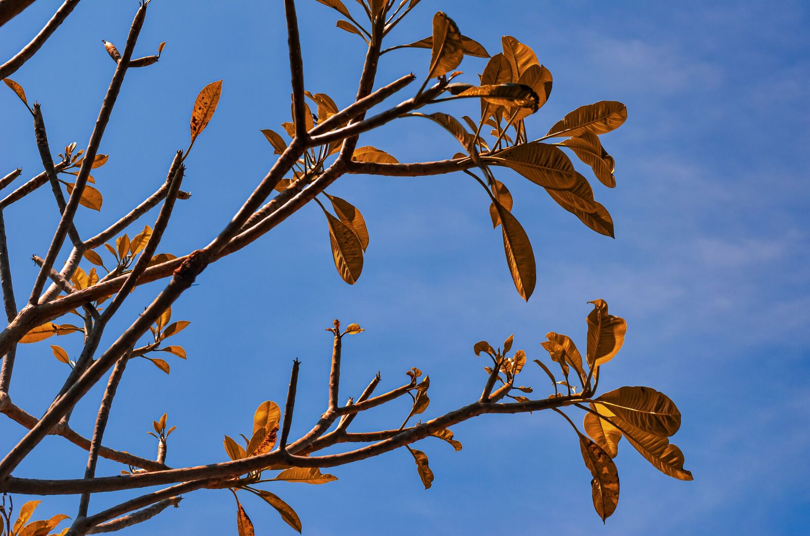 Nikon D5100 sample photo. Stalk, sky, view photography
