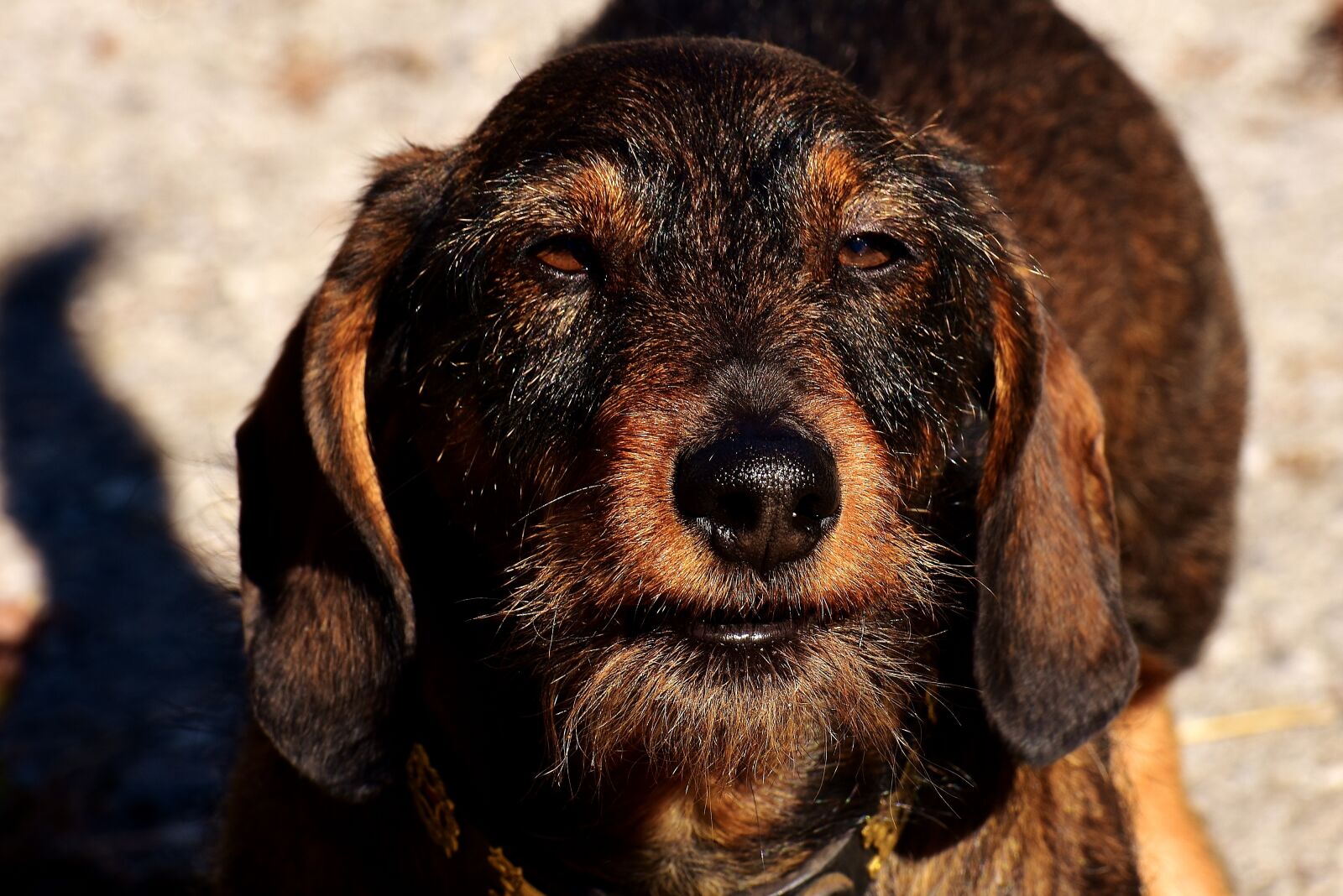 Nikon D7200 sample photo. Rauhaardackel, dog, animal photography