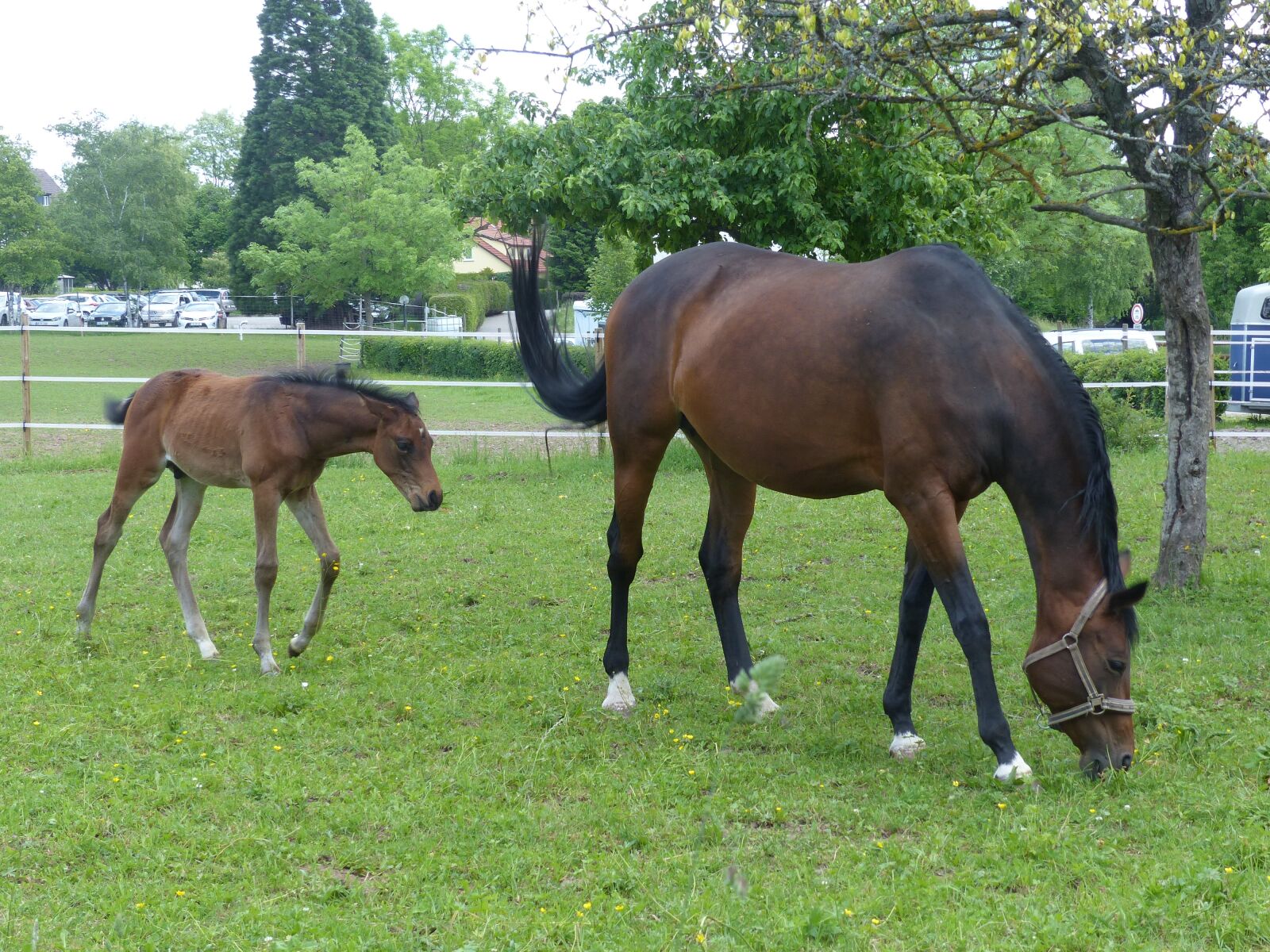 Panasonic Lumix DMC-FZ200 sample photo. Horse, foal, pasture photography