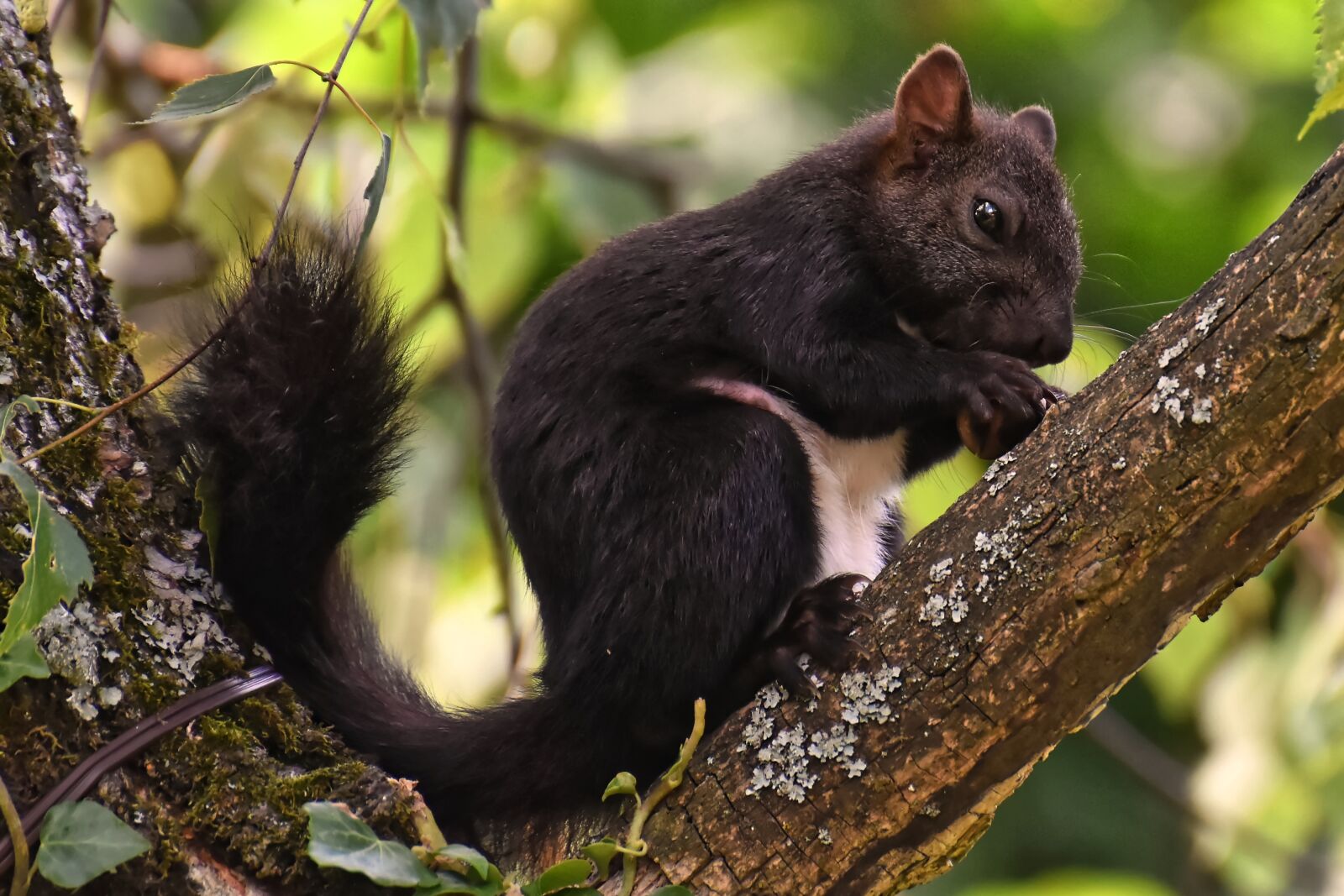 Nikon D7200 sample photo. Squirrel, nager, cute photography