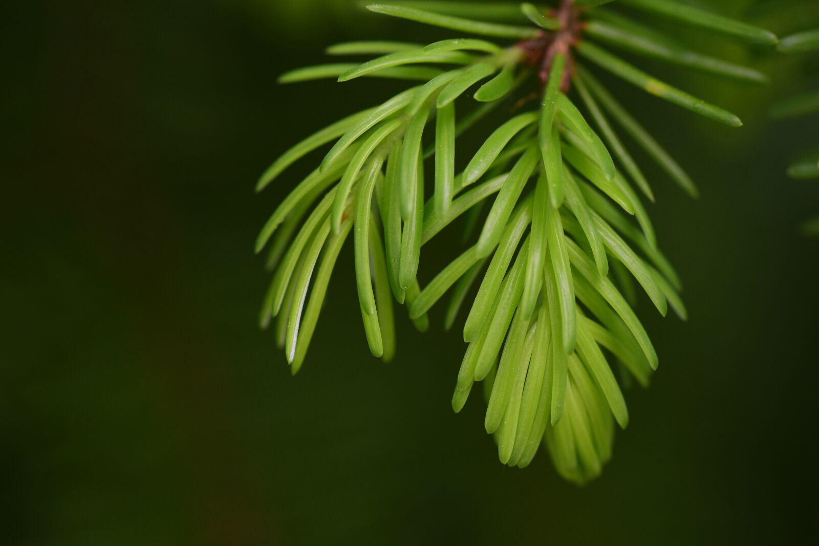 Nikon D3300 sample photo. Spruce, pine branch, nature photography