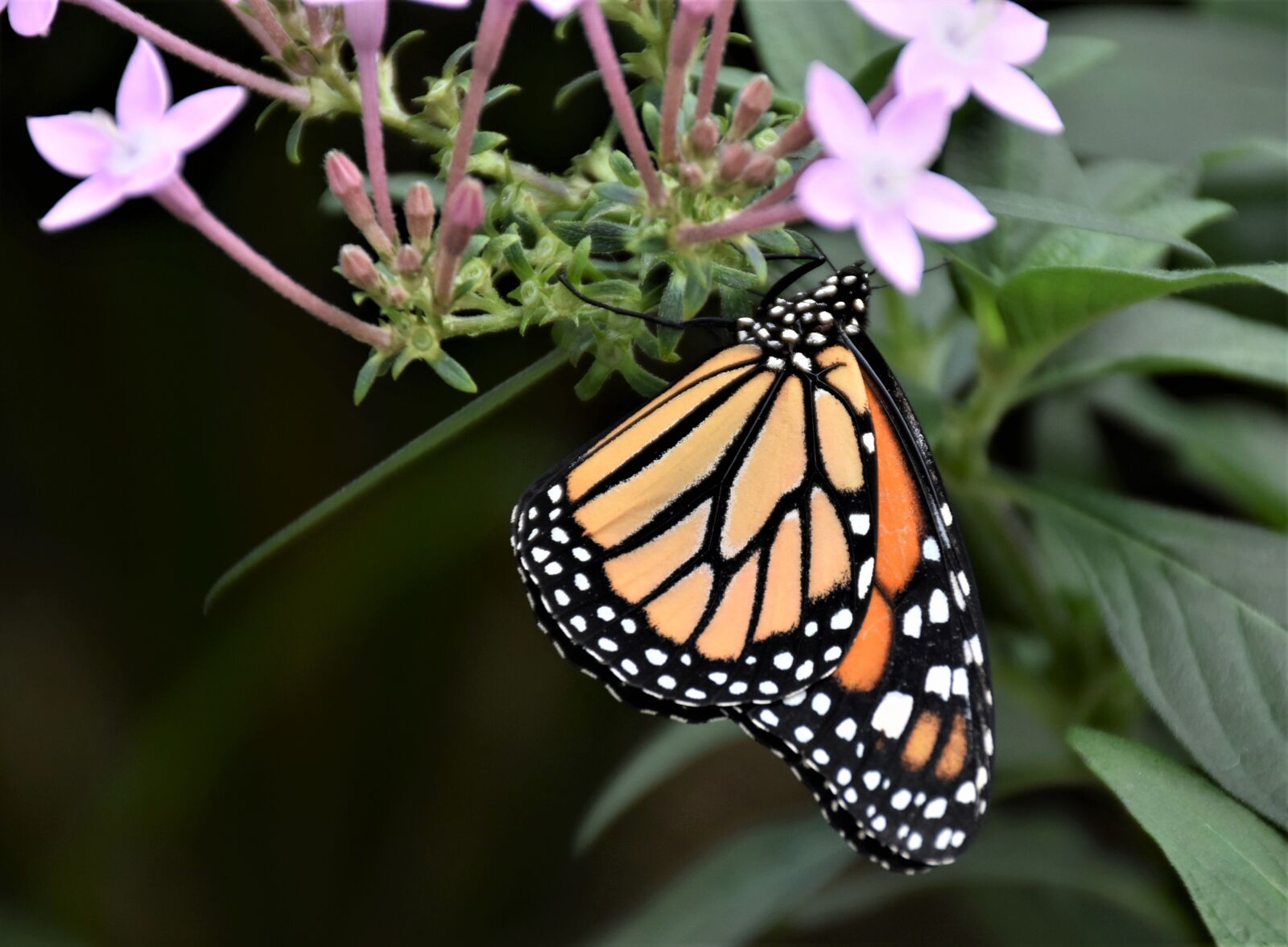 Nikon D7200 sample photo. Butterfly, tropical butterfly, exotic photography