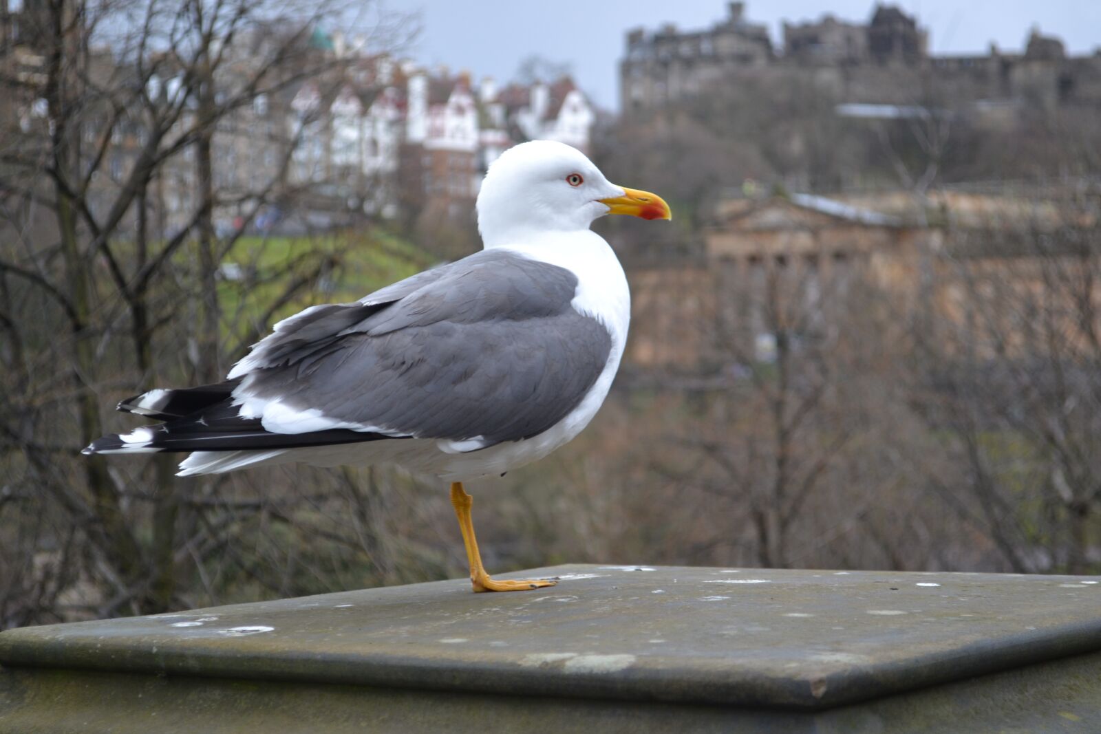 Nikon D3100 sample photo. Seagull, edinburgh, herring gull photography