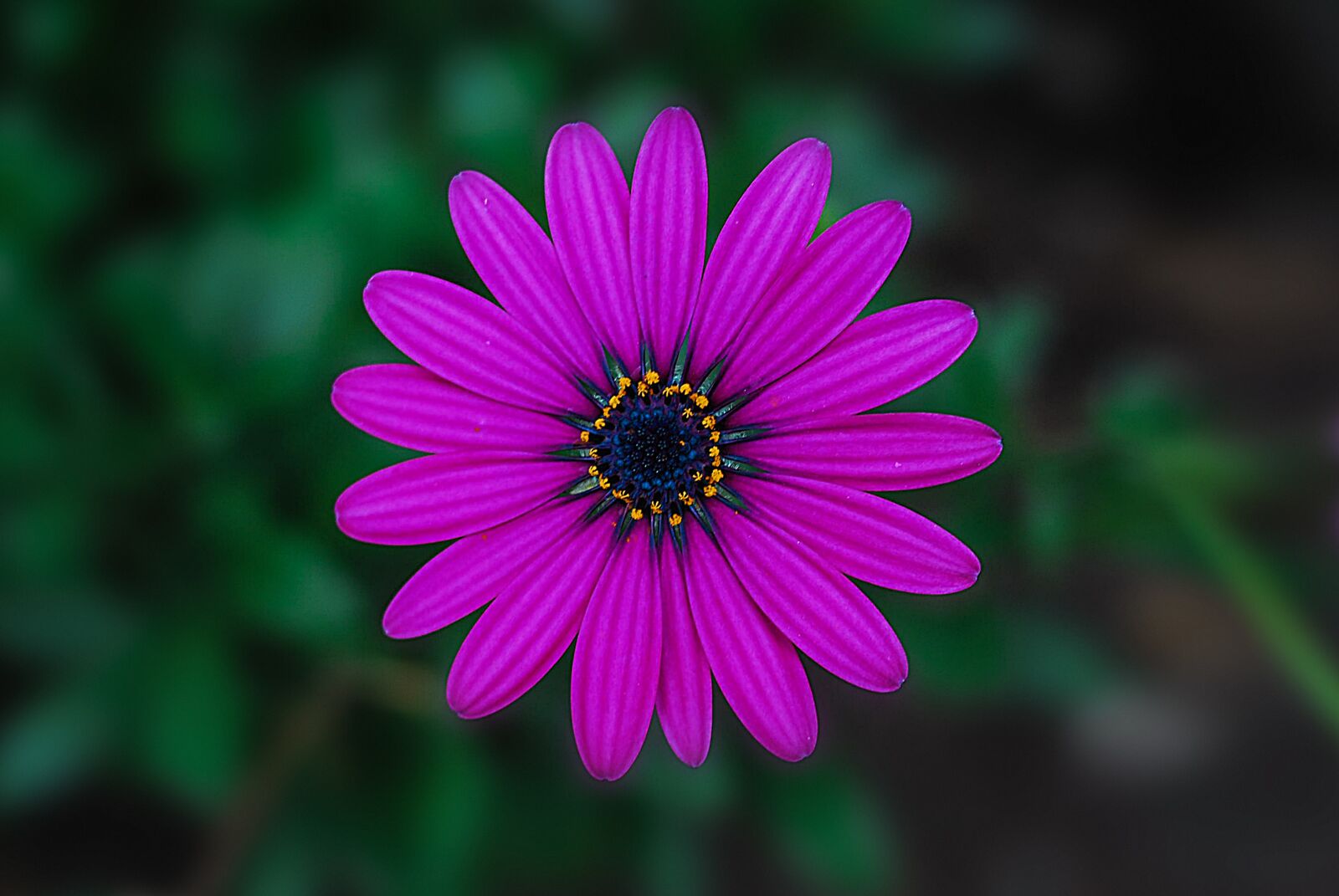 Nikon D60 sample photo. Flower, gérbel, nature photography