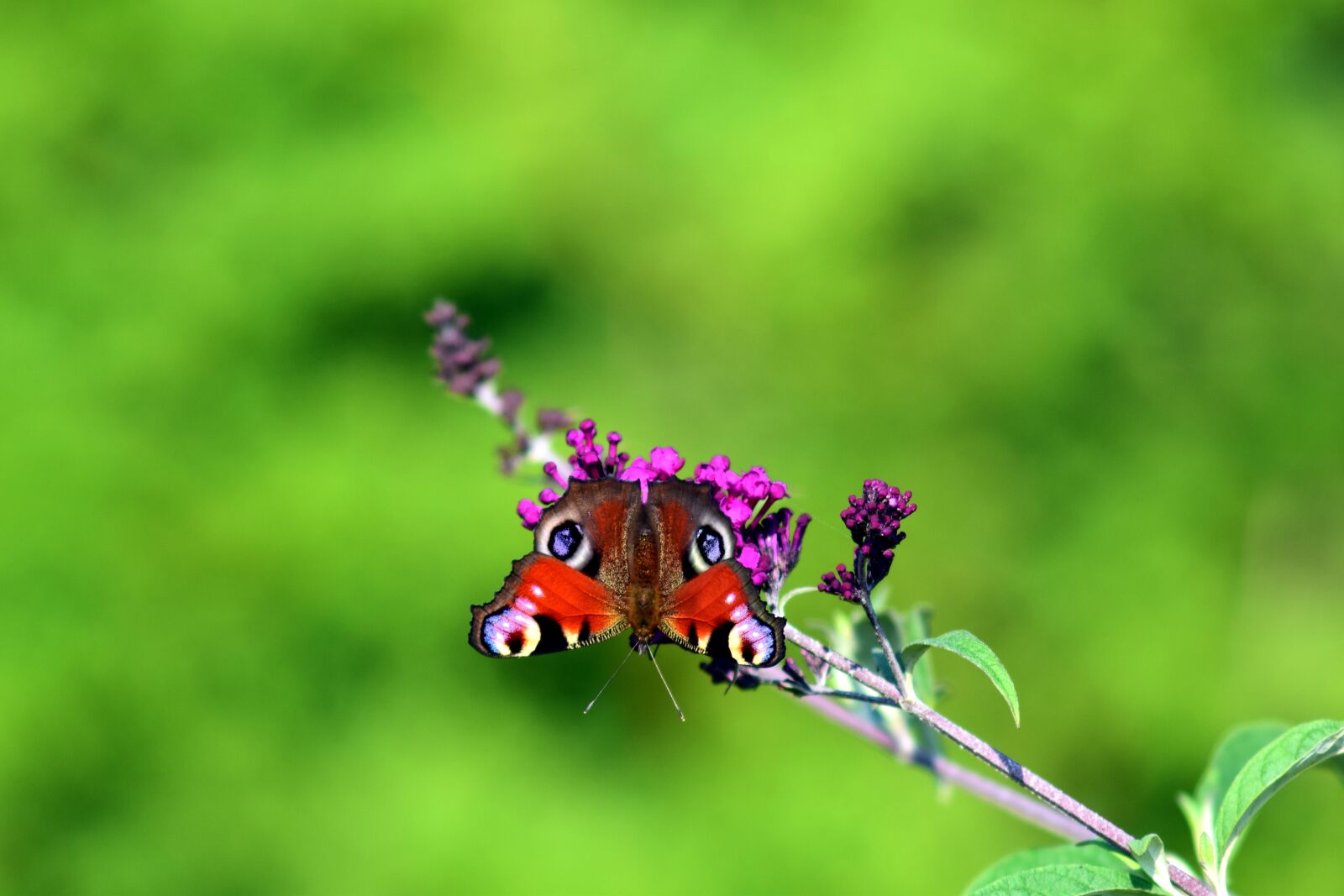 Nikon D3300 sample photo. Butterfly, peacock, insect photography