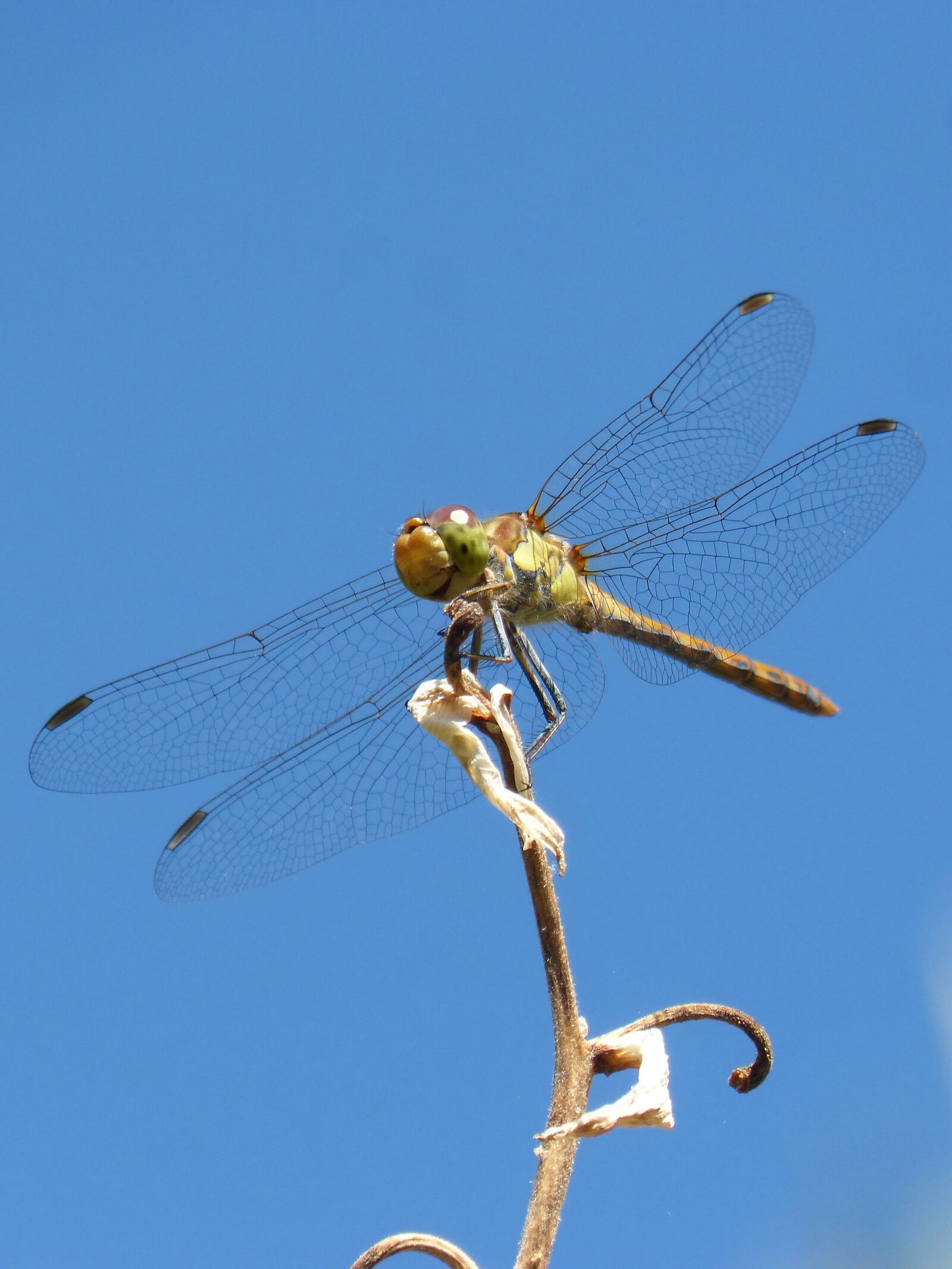 Panasonic DMC-FZ62 sample photo. Ib lula, yellow dragonfly photography