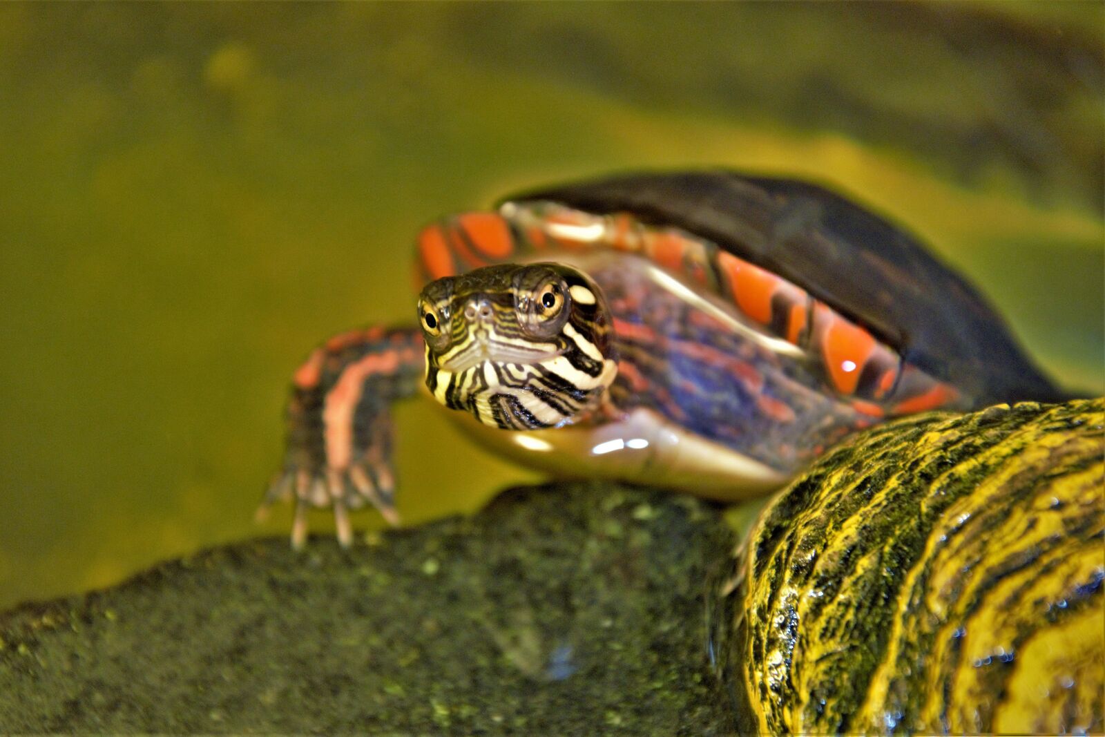 Nikon D7100 sample photo. Little turtle, closeup, staring photography