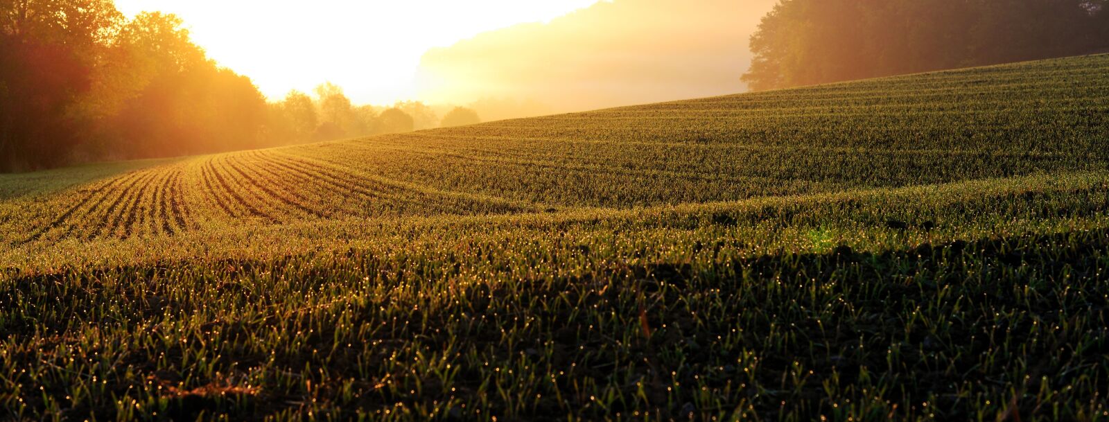 Nikon D610 sample photo. Sunrise, field, landscape photography