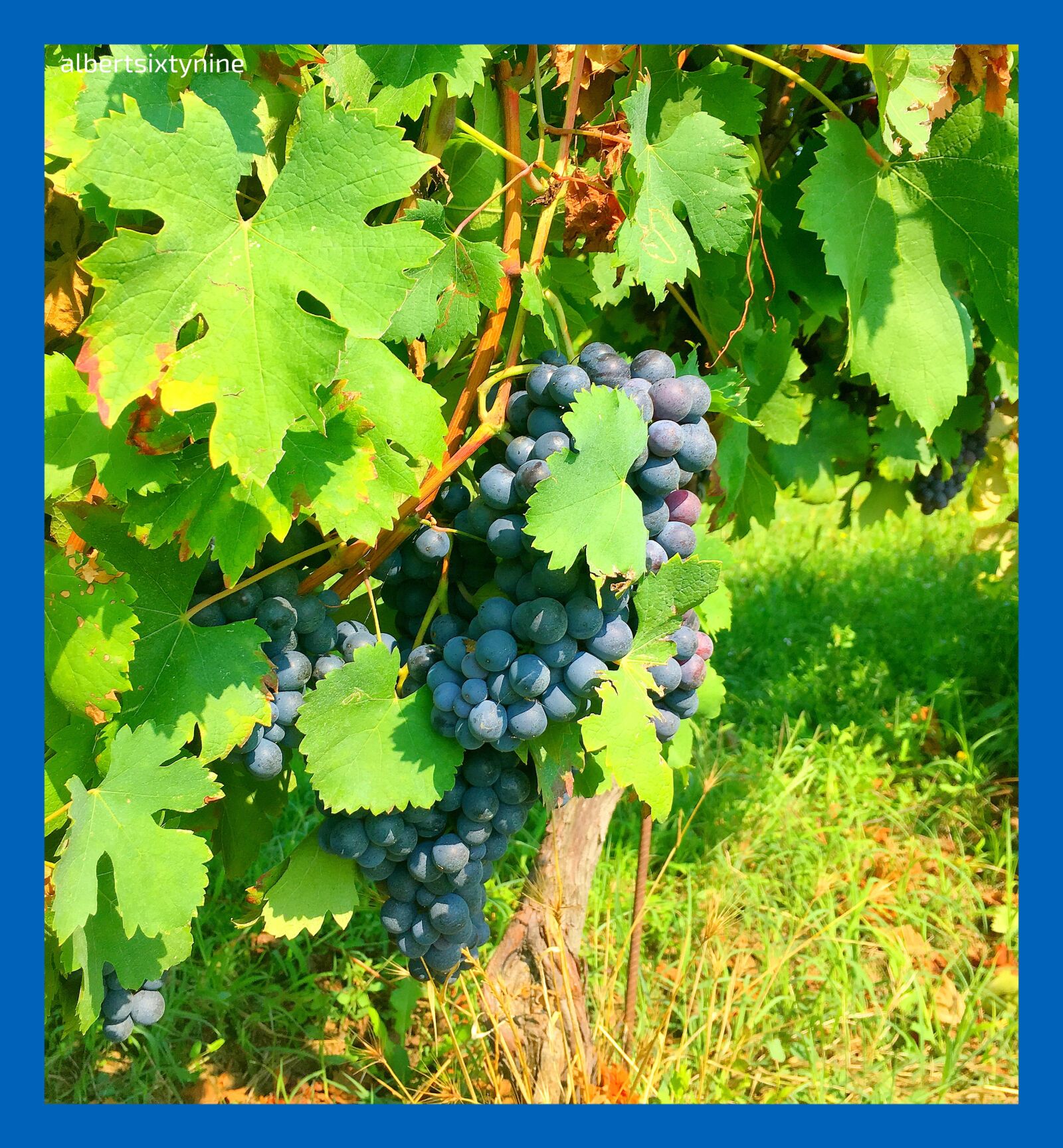 Apple iPhone 6s sample photo. Vino, wine, winelover photography