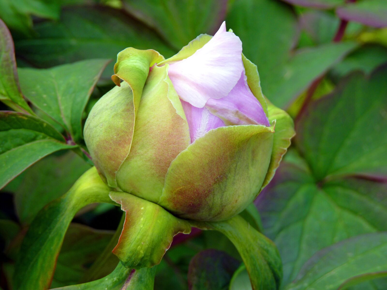 Panasonic Lumix DMC-FZ35 (Lumix DMC-FZ38) sample photo. Flower, button, peony photography