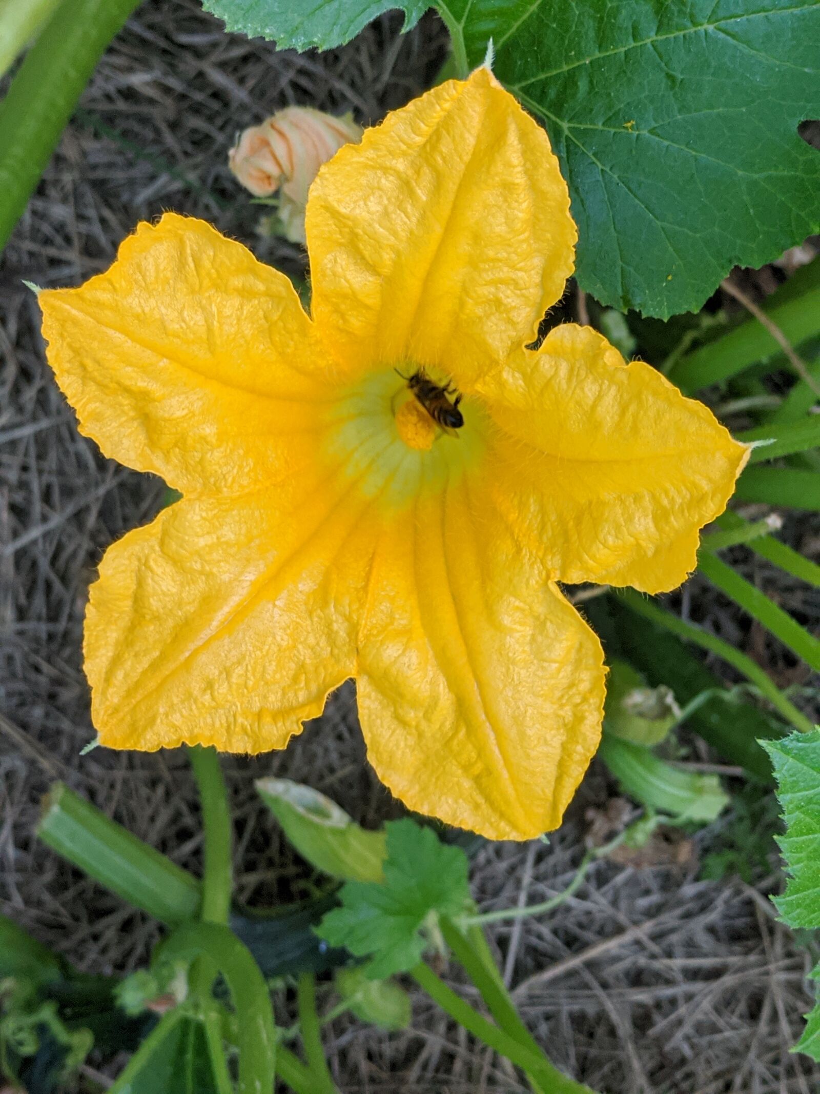Google Pixel sample photo. Bee, honey bee, pollen photography