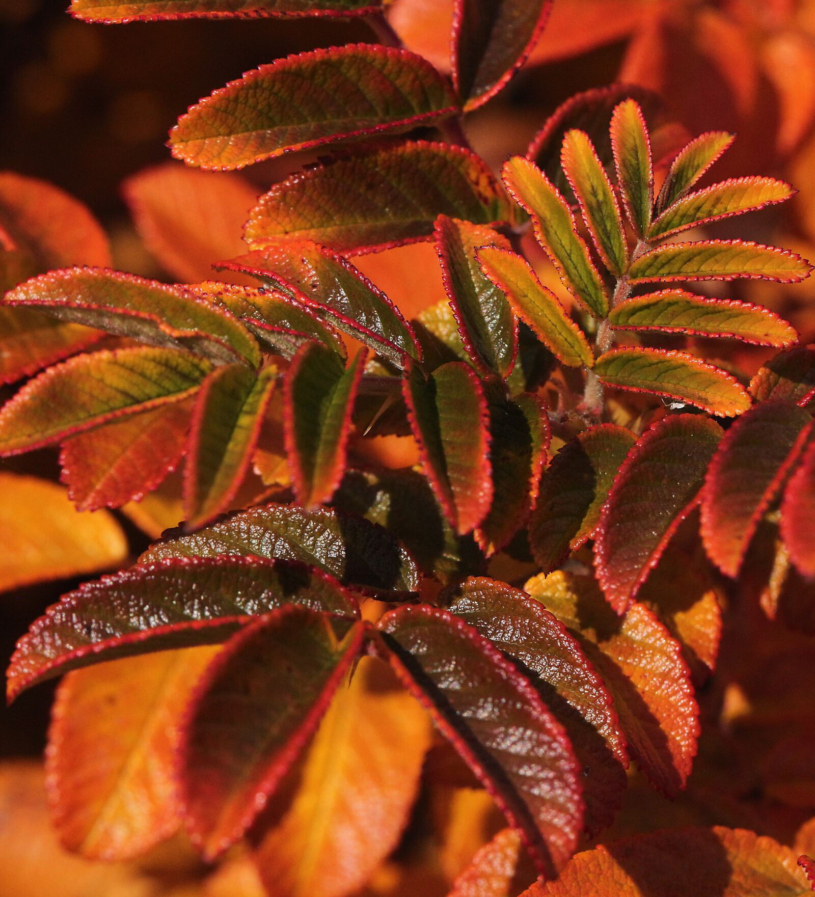 Canon EOS 5D Mark II sample photo. Foliage, autumn, seasons of photography
