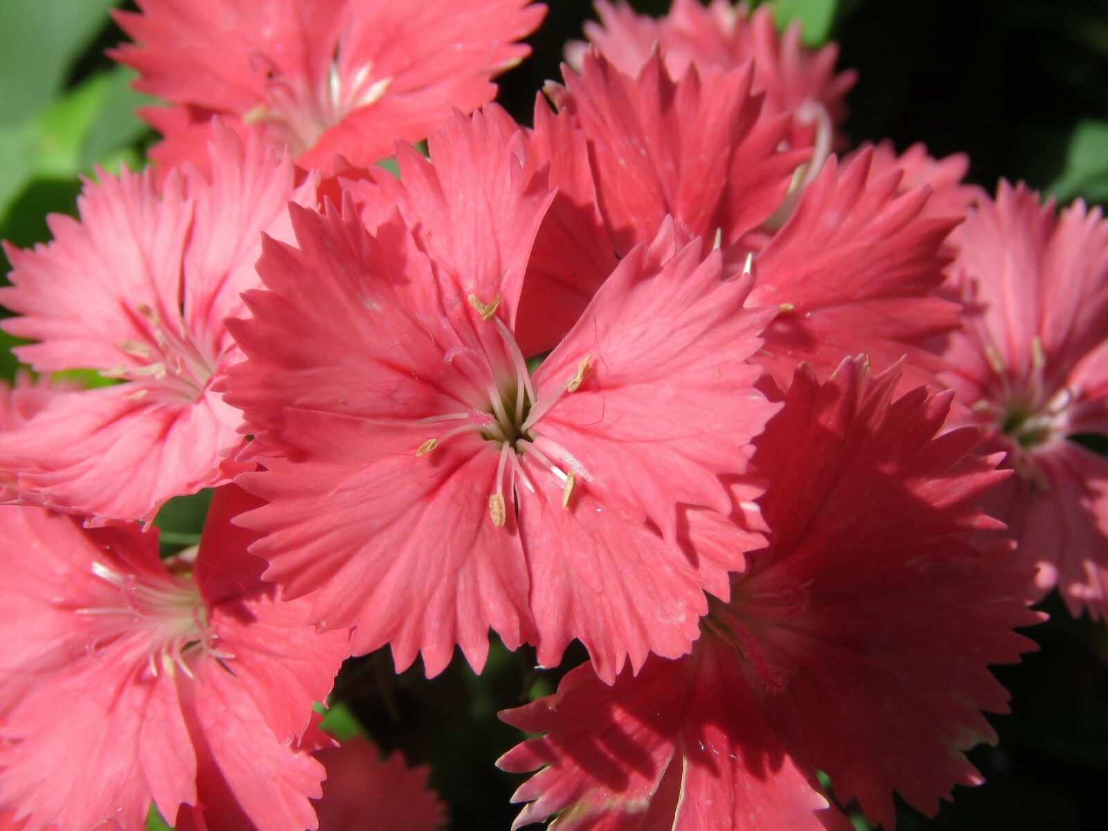 Canon PowerShot SX60 HS sample photo. Flowers, pink, garden photography