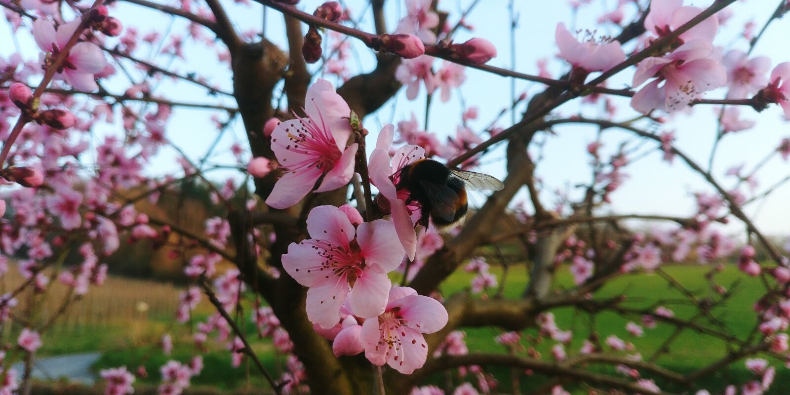 LG G6 sample photo. Peach, blossom, bloom photography