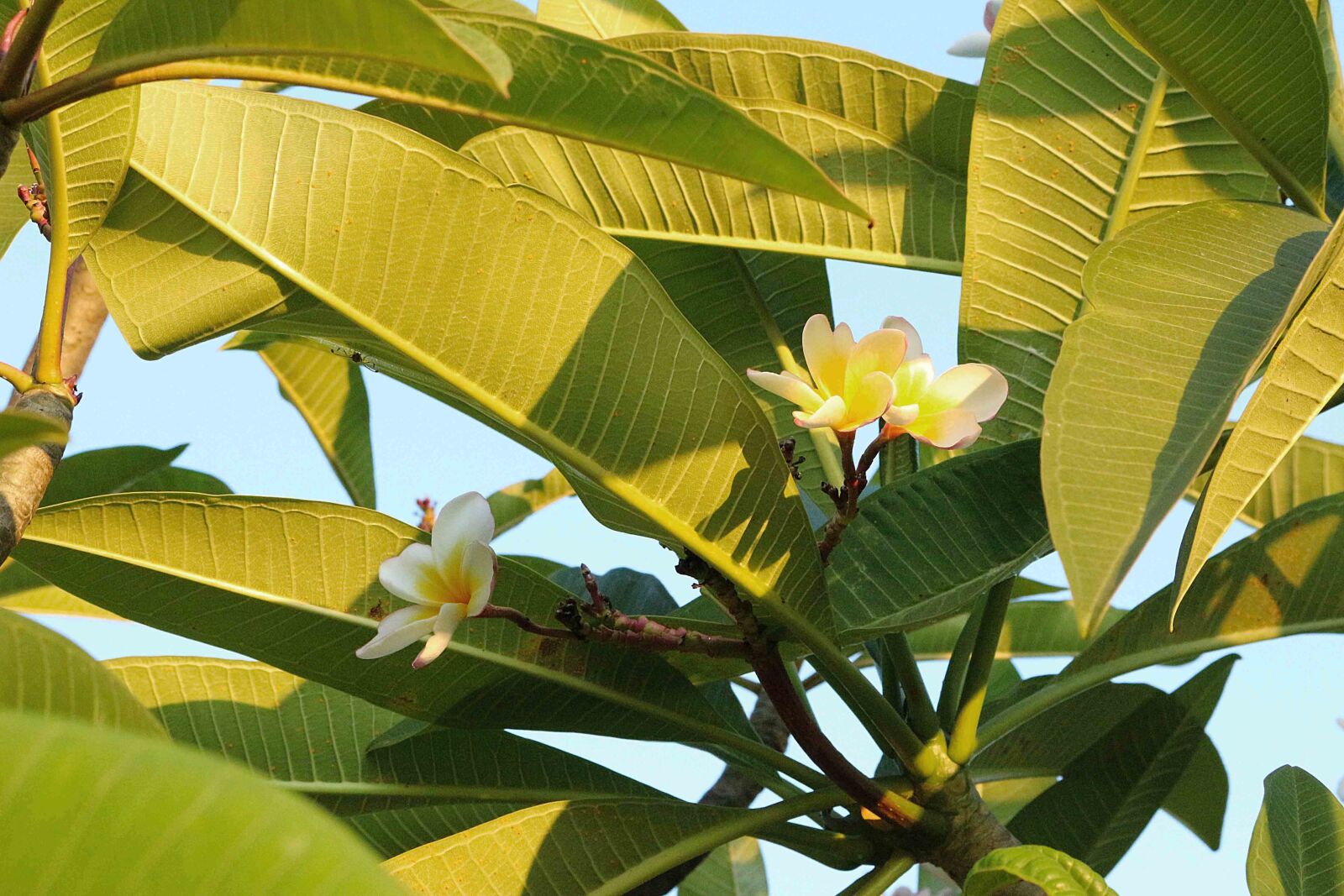Canon EOS 700D (EOS Rebel T5i / EOS Kiss X7i) sample photo. Flowers, frangipani flowers, white photography