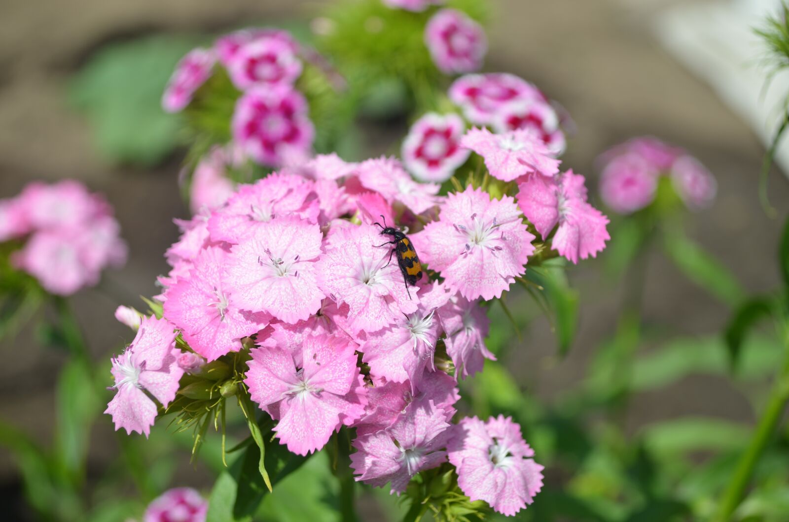 Nikon D5100 sample photo. Sweet-william, flower, flora photography