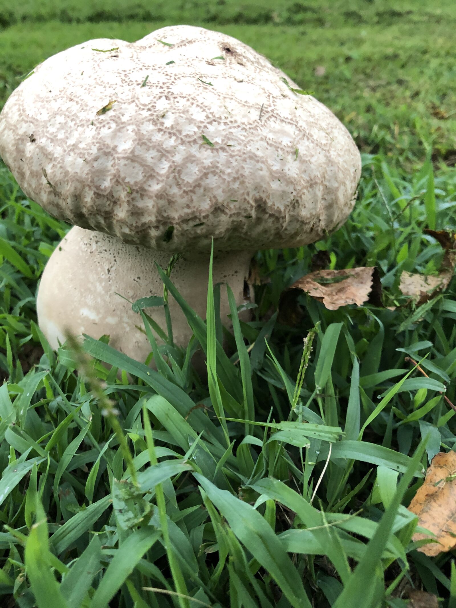 iPhone 8 Plus back dual camera 3.99mm f/1.8 sample photo. Nature, mushroom, rain photography