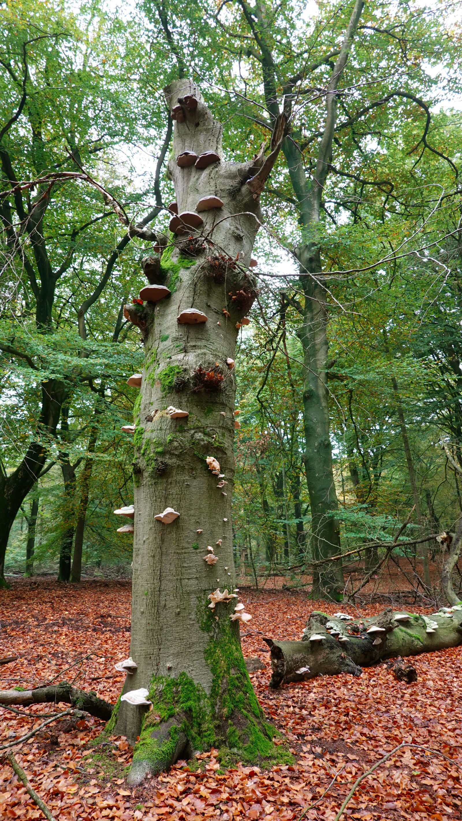 Sony Cyber-shot DSC-RX100 VI sample photo. Forest, autumn, tree photography