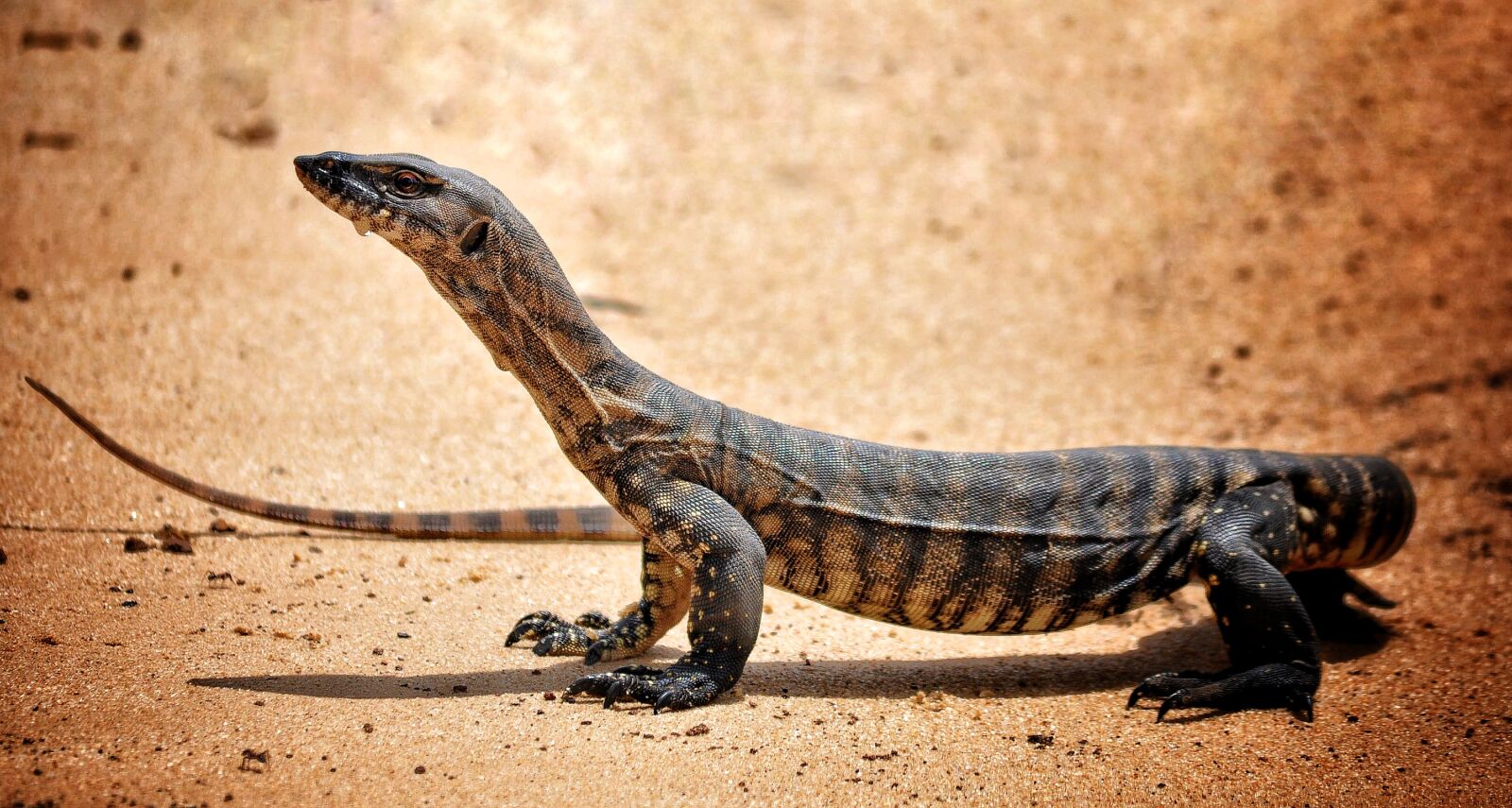 Nikon D90 sample photo. Monitor, lizard, reptile photography