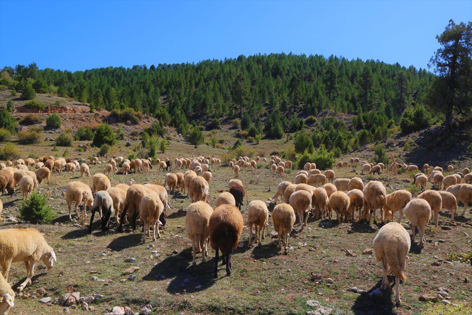 Canon EF 24-105mm F4L IS USM sample photo. Sheep, herd, rural photography