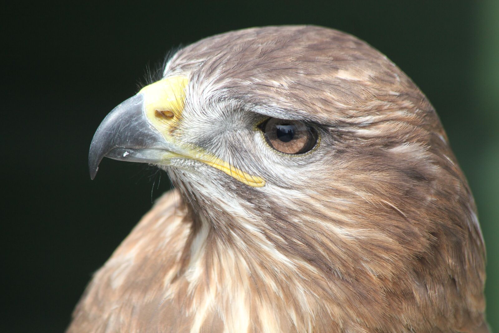 Canon EOS 550D (EOS Rebel T2i / EOS Kiss X4) sample photo. Eagle, bird, close photography