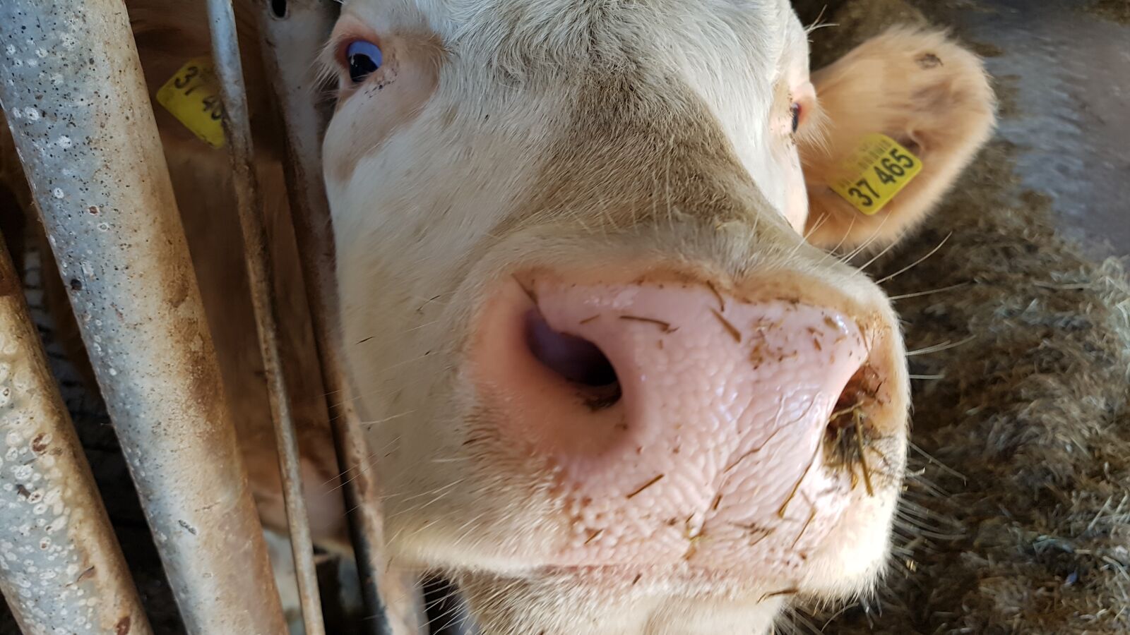 Samsung Galaxy S7 sample photo. Cow, cows, agriculture photography