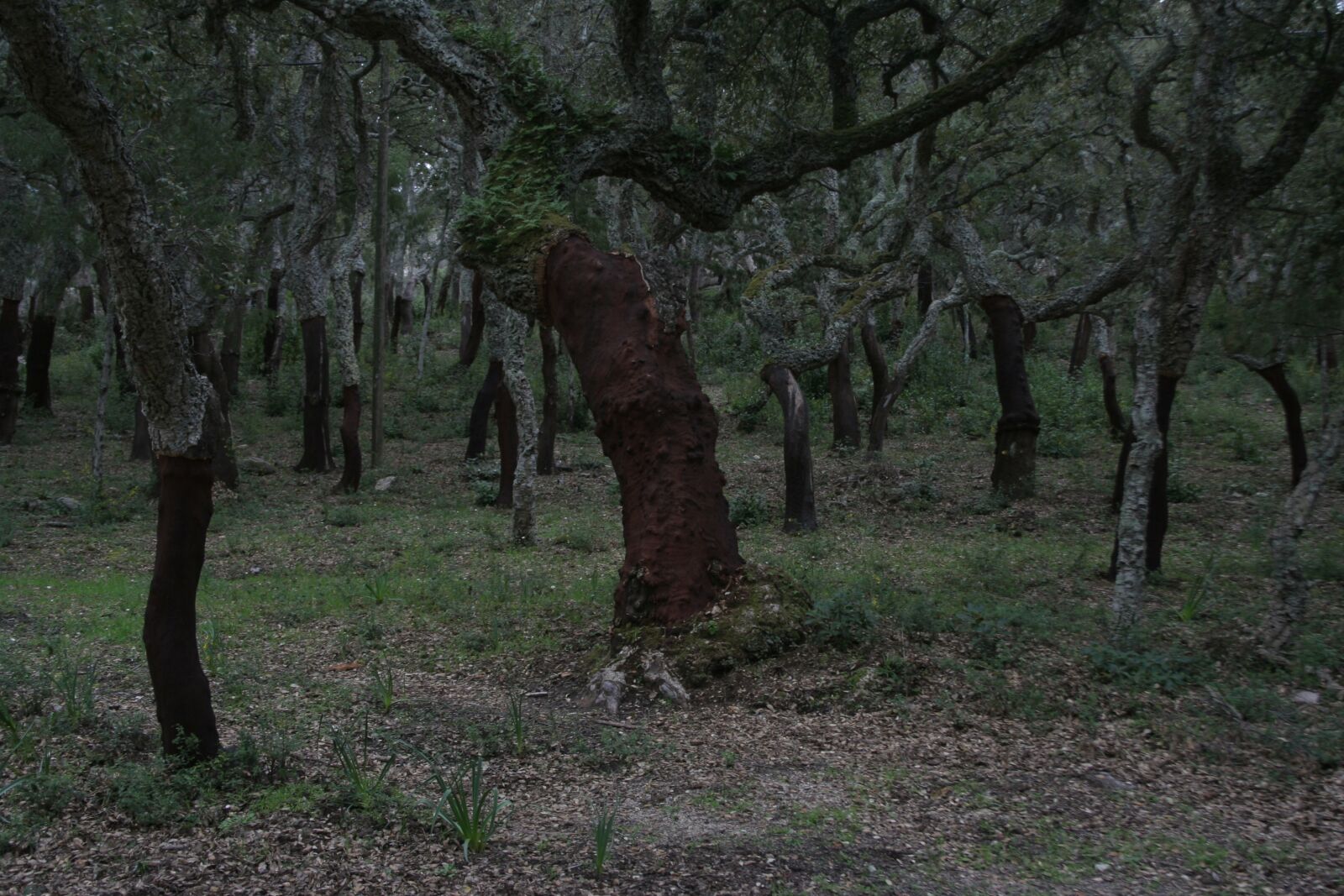 Canon EOS 350D (EOS Digital Rebel XT / EOS Kiss Digital N) sample photo. Cork oaks, forest, nature photography