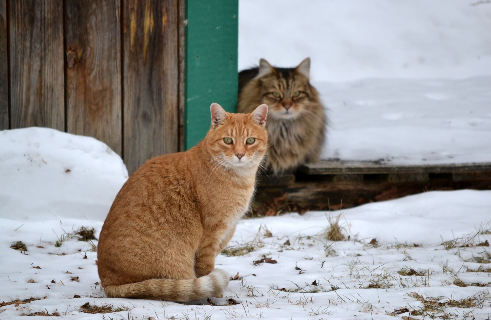 Nikon D3100 sample photo. Animals, cats, friends photography
