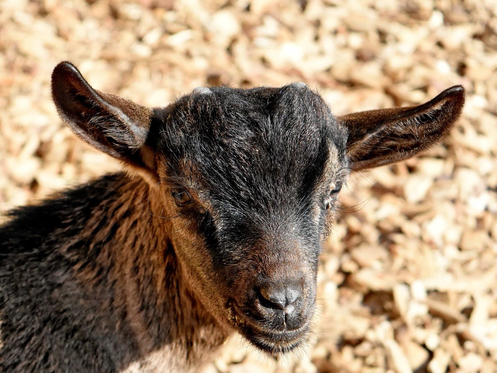 Nikon D5500 sample photo. Goat, wildlife, animal, livestock photography