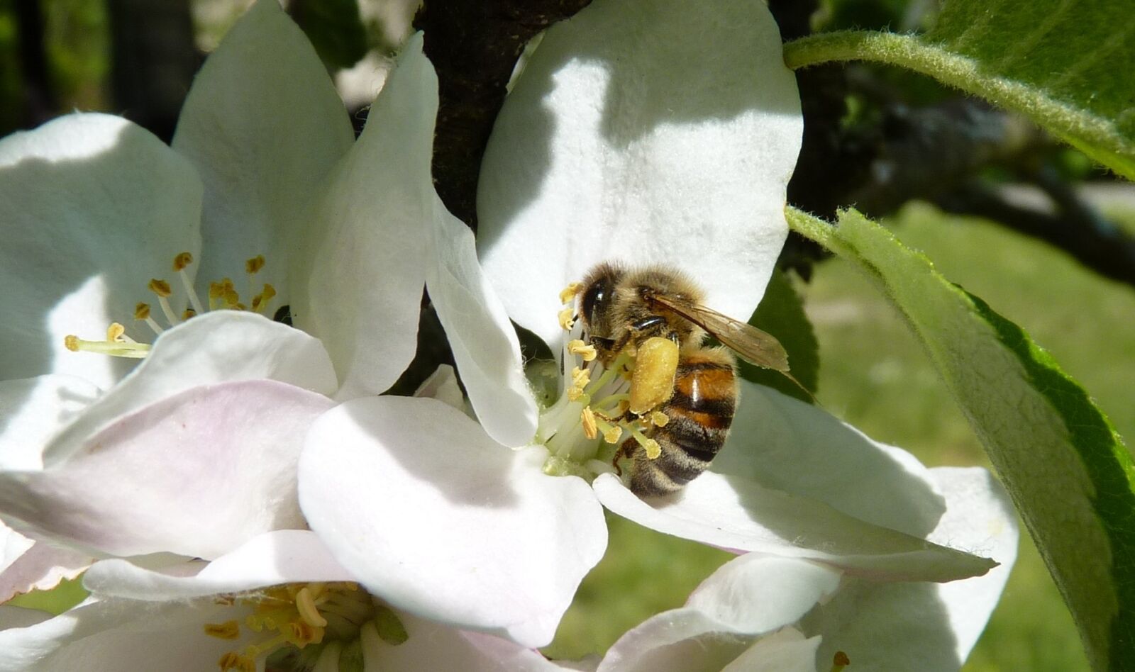 Panasonic Lumix DMC-FZ35 (Lumix DMC-FZ38) sample photo. Bee, pollen, legs photography