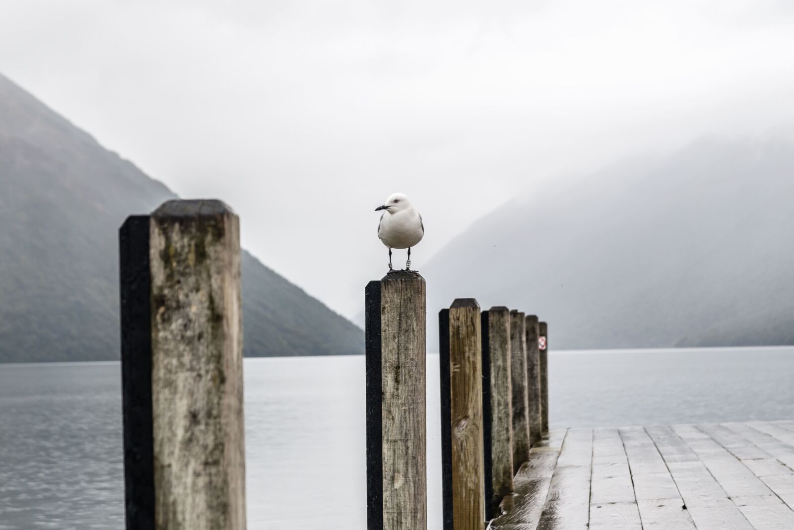Nikon D610 sample photo. Seagull, bird, wood, beach photography