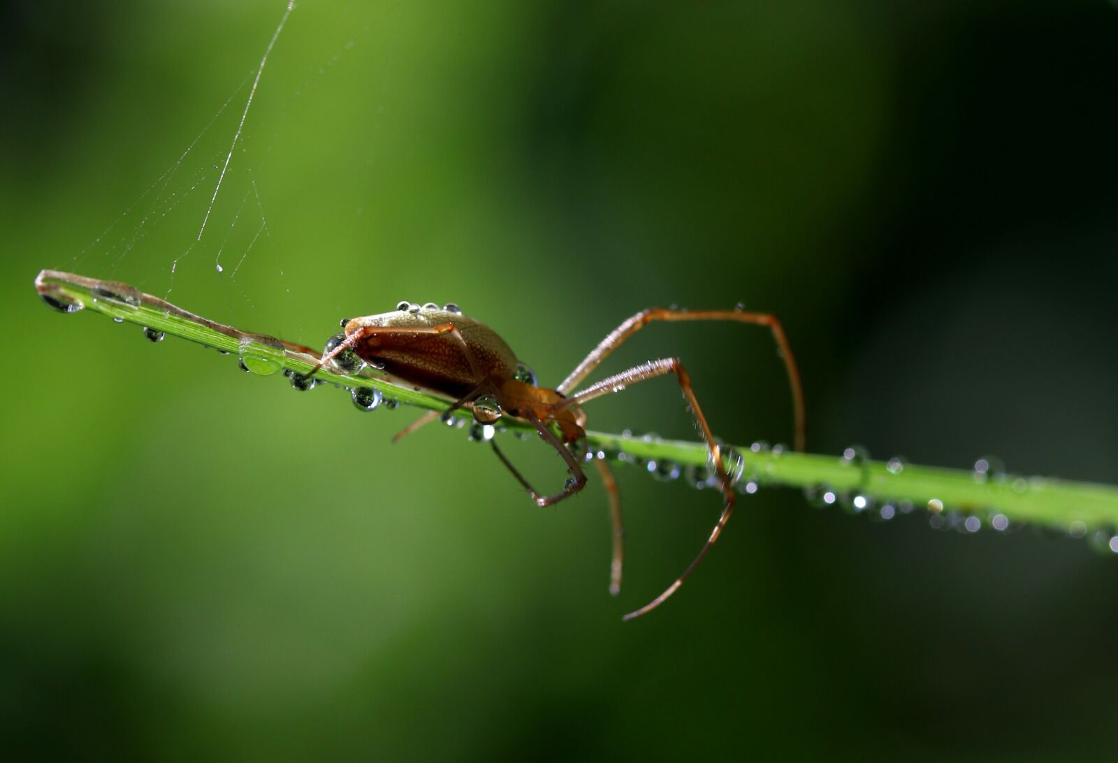 Canon EOS 7D Mark II + Canon EF-S 60mm F2.8 Macro USM sample photo. Spider, wet, spider web photography