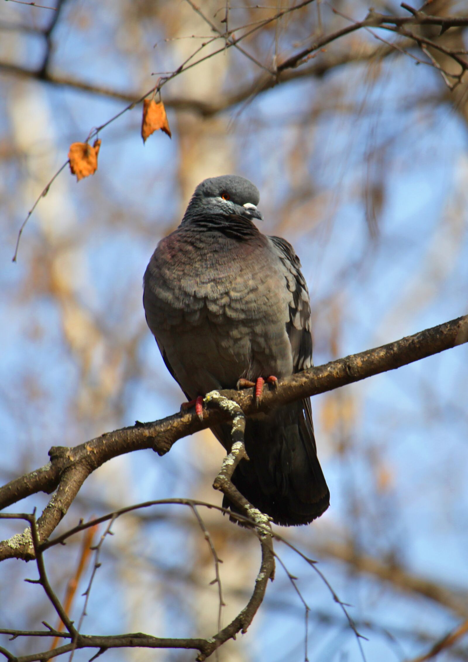 Canon EOS 1200D (EOS Rebel T5 / EOS Kiss X70 / EOS Hi) sample photo. Dove, light, spring photography