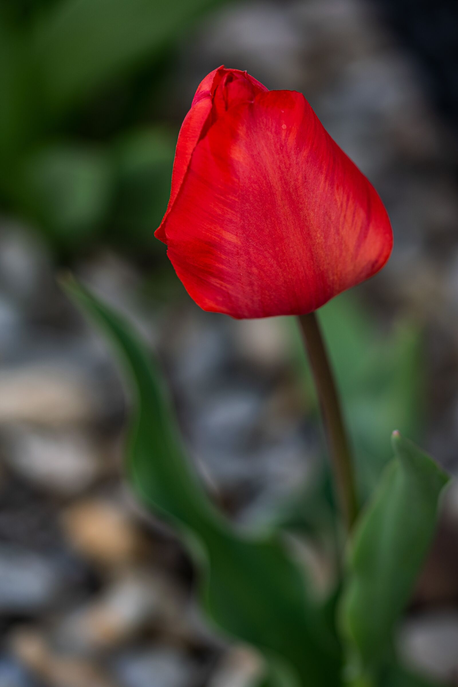 Nikon D5300 sample photo. Tulip, nature, close-up photography