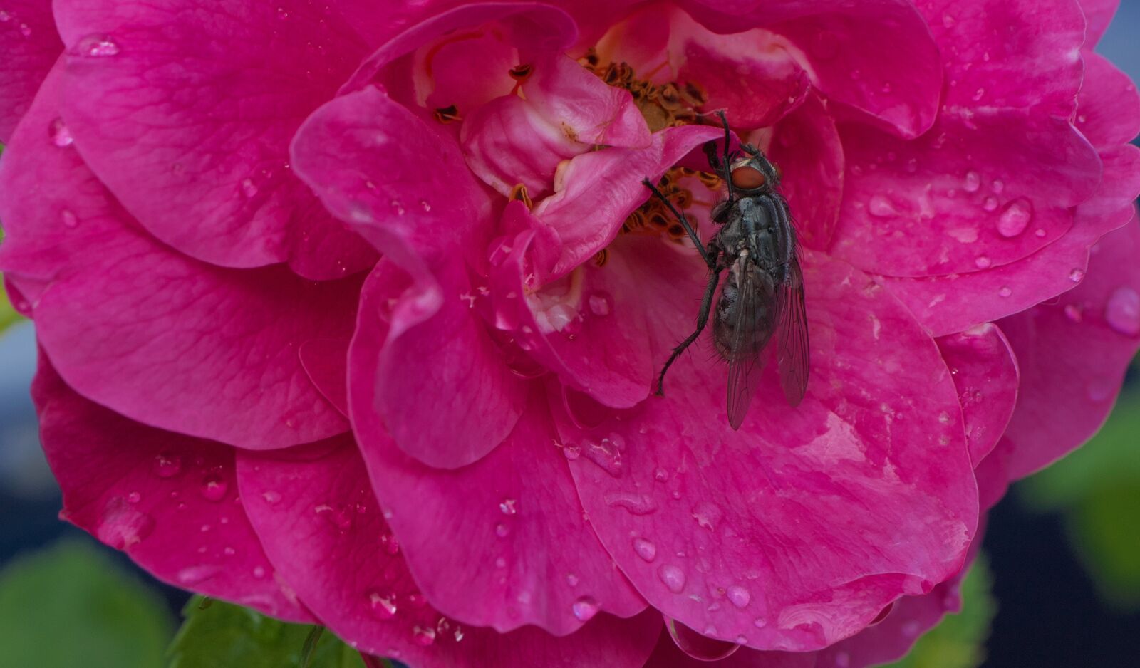 Canon EOS 70D sample photo. Fly, insect, flower photography