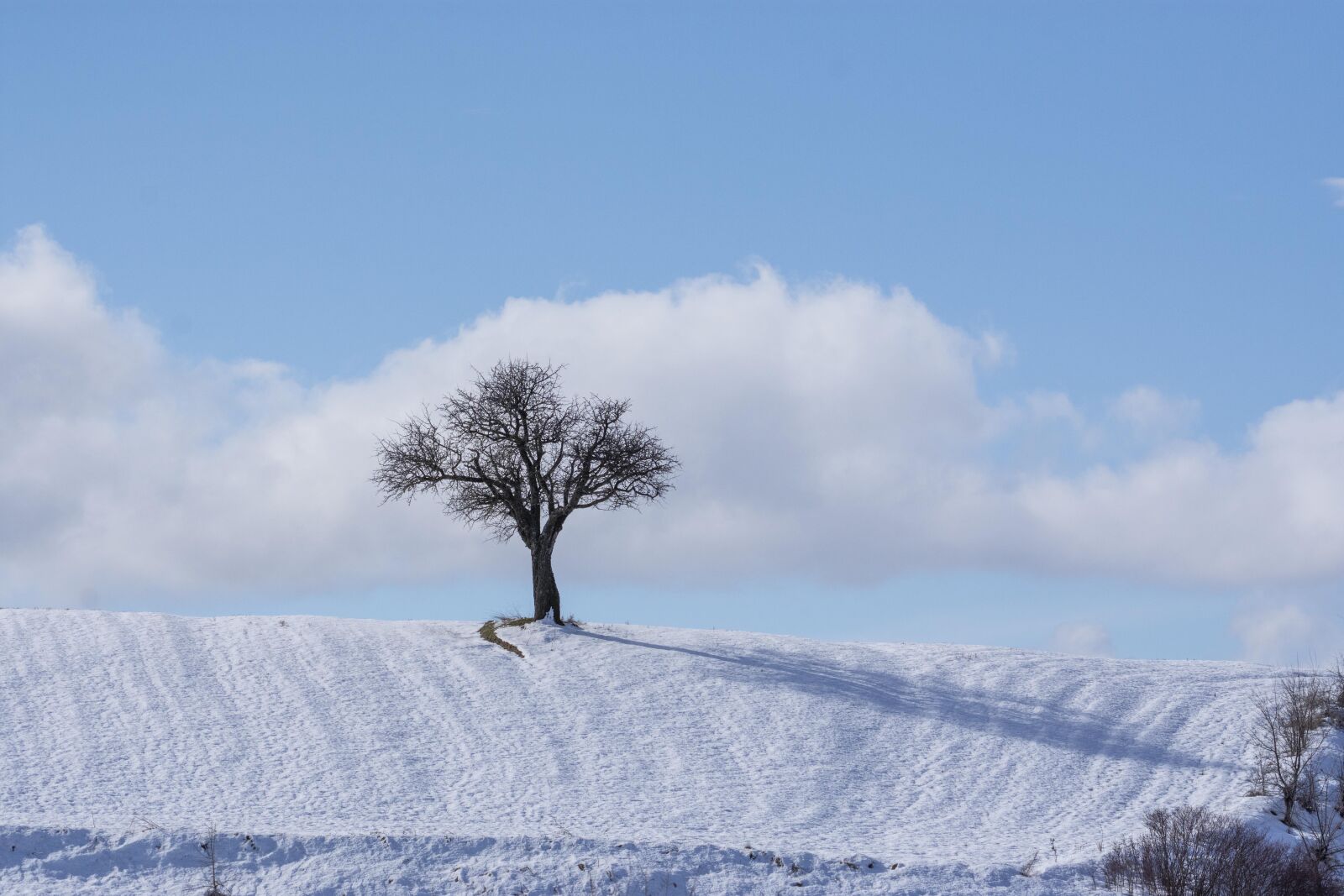 Nikon D7200 sample photo. Snow, winter, tree photography