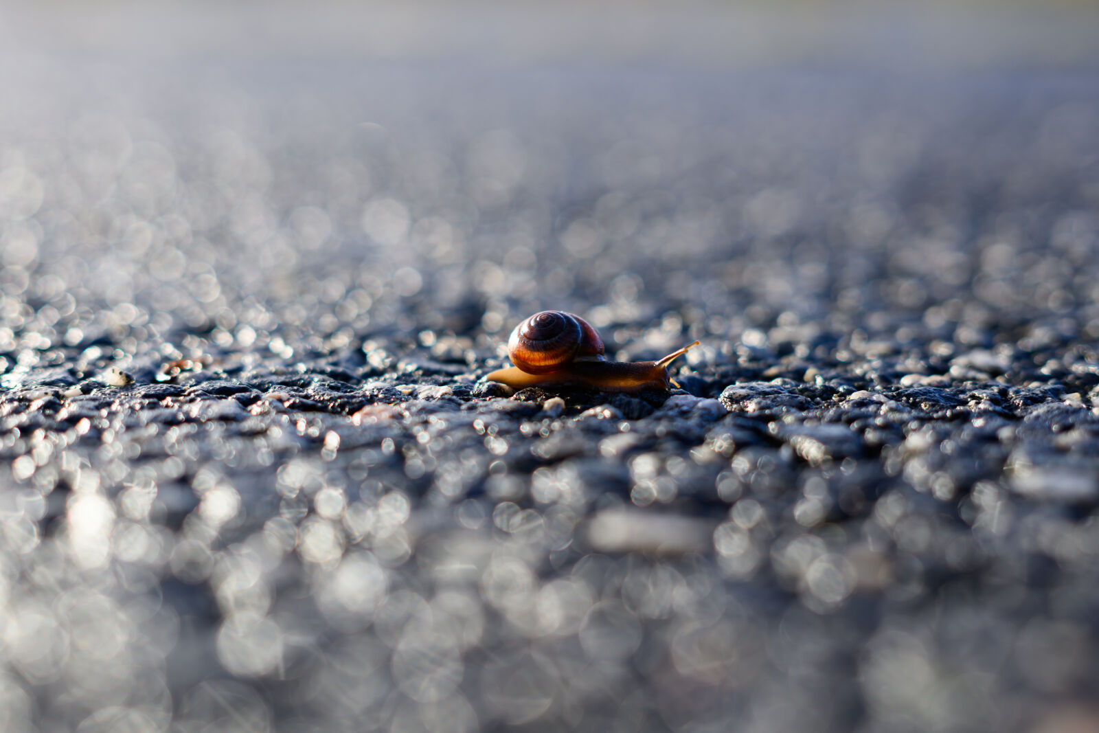 Nikon Nikkor Z 50mm F1.4 sample photo. Snail journey photography