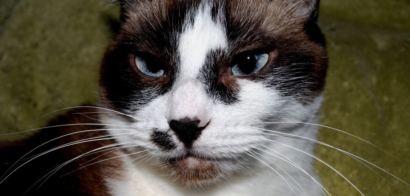 Nikon D5100 sample photo. Cat, siamese, mix photography