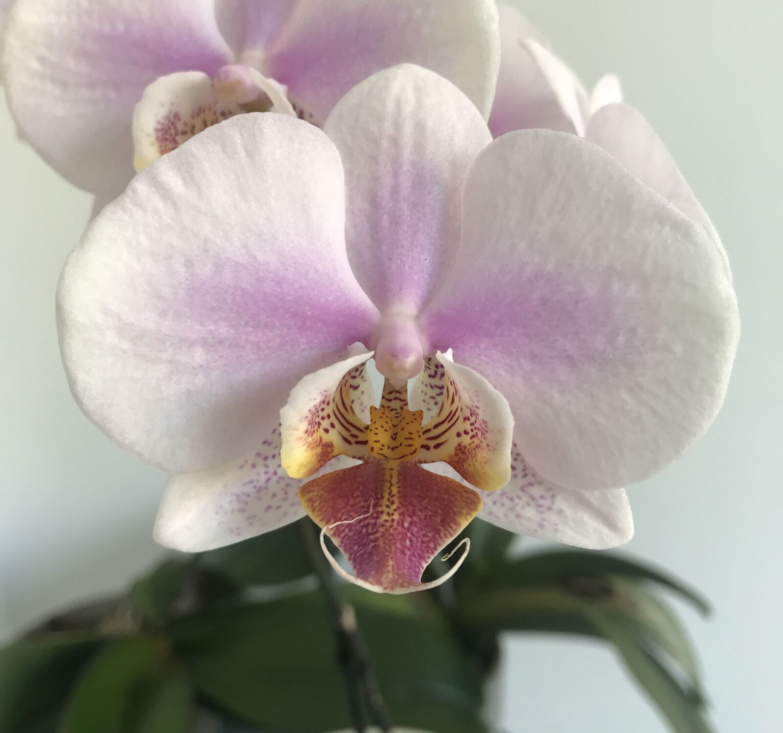 iPhone 7 back camera 3.99mm f/1.8 sample photo. Orchid, flower, exotic photography