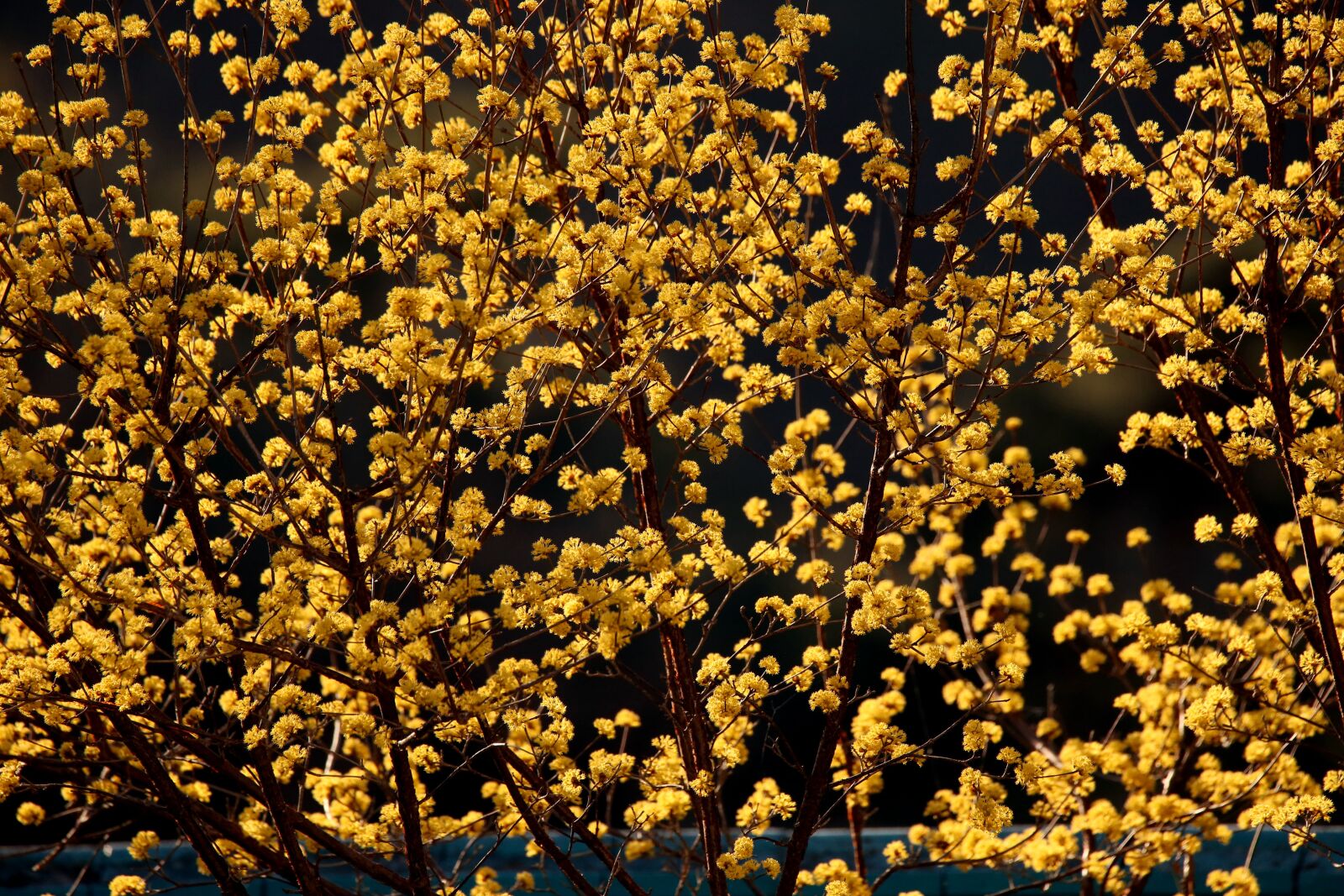 Canon EOS-1D X sample photo. Blue fence, yellow flowers photography