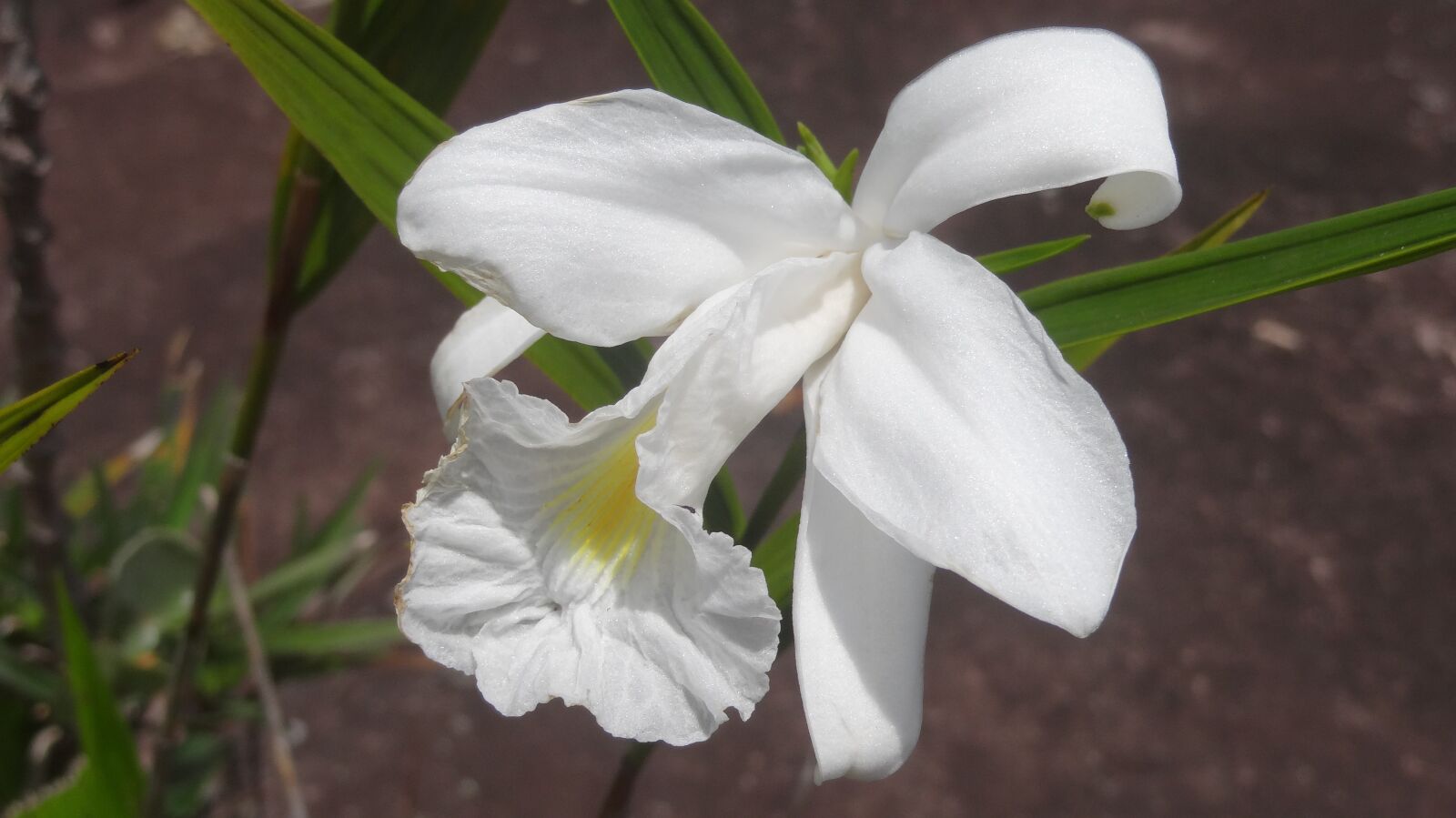 Sony Cyber-shot DSC-HX10V sample photo. Flower, orchids white, flowers photography