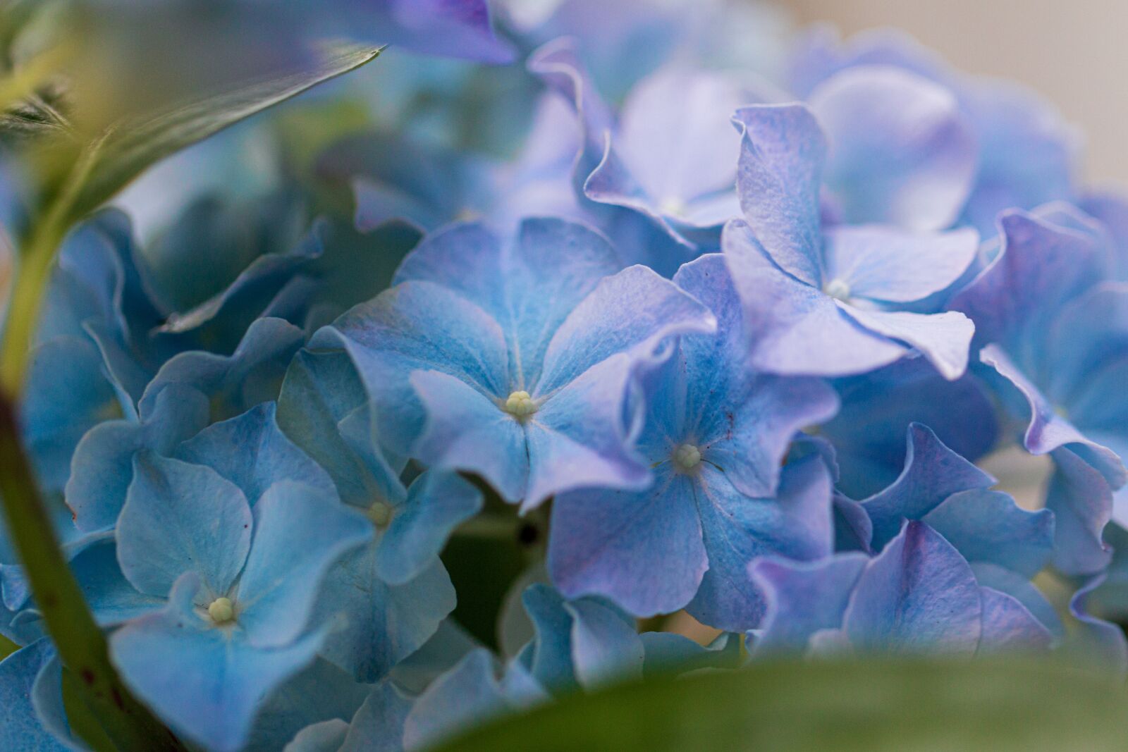 Canon EOS 70D + Canon EF 100mm F2.8L Macro IS USM sample photo. Hydrangea, blossom, bloom photography