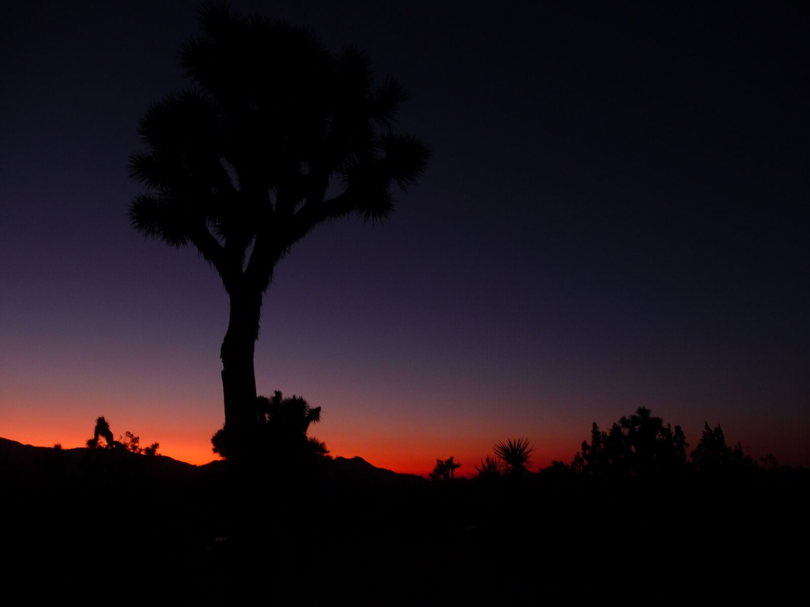 Panasonic Lumix DMC-TZ5 sample photo. Yoshuatree, yoshua tree, california photography