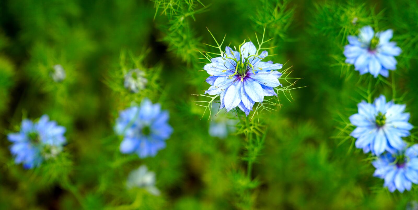 Sony E PZ 18-105mm F4 G OSS sample photo. Virgin in the green photography