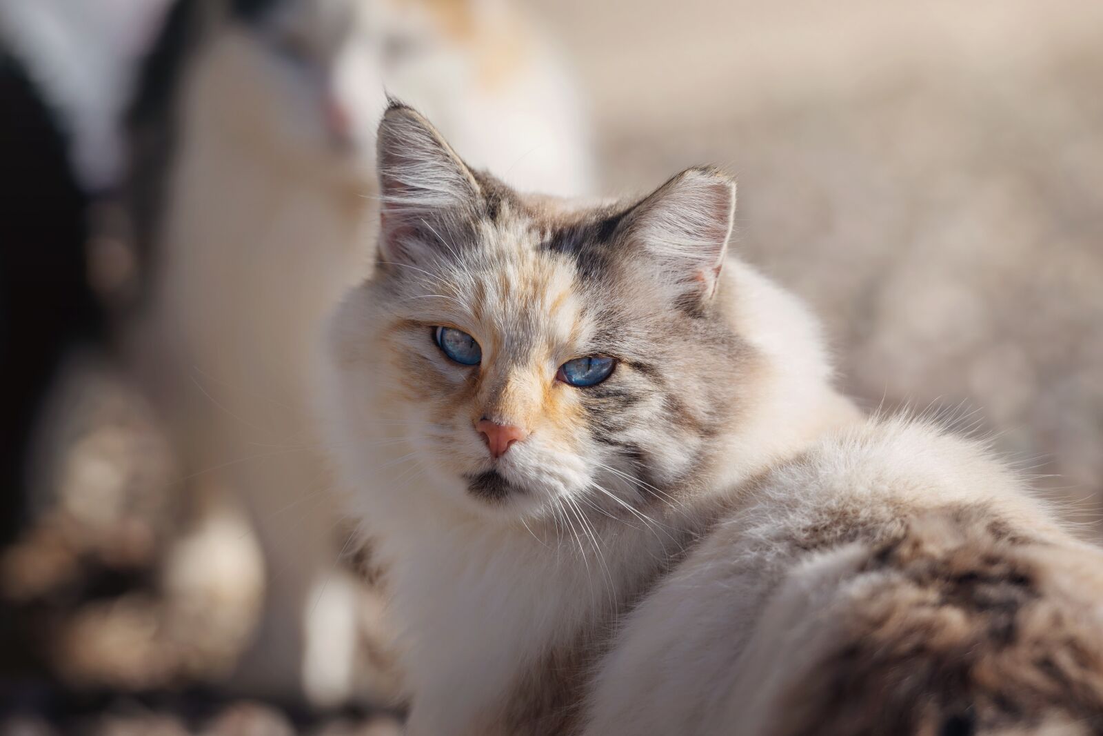 Nikon D7200 sample photo. Cat, pet, animal photography