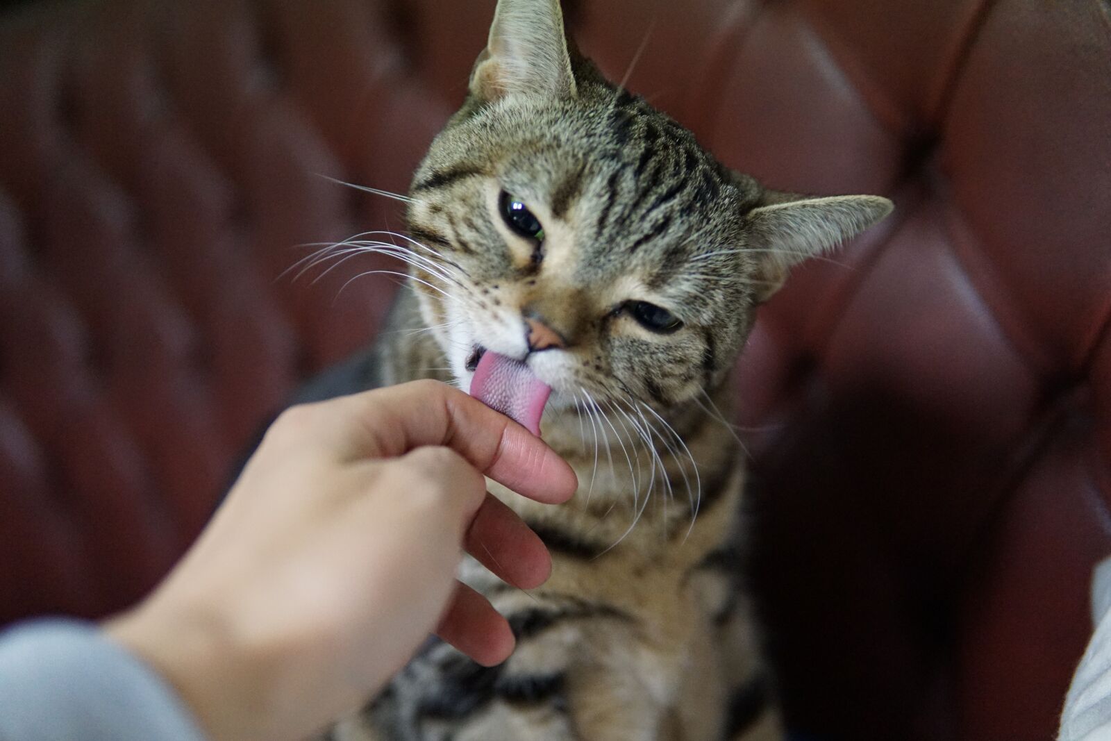 Sony a6000 sample photo. Cat, american snapshot'hare, grooming photography