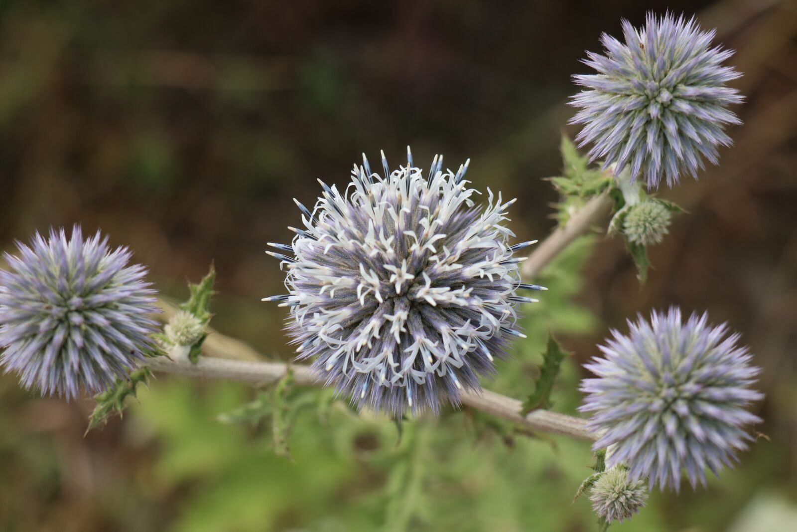 Canon EOS M6 sample photo. Summer, meadow, thistles photography