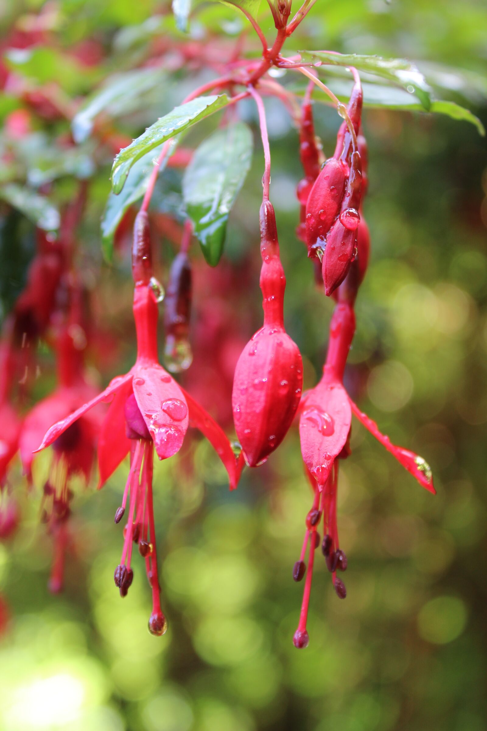 Canon EOS 600D (Rebel EOS T3i / EOS Kiss X5) sample photo. Fuschia, flower, rain photography