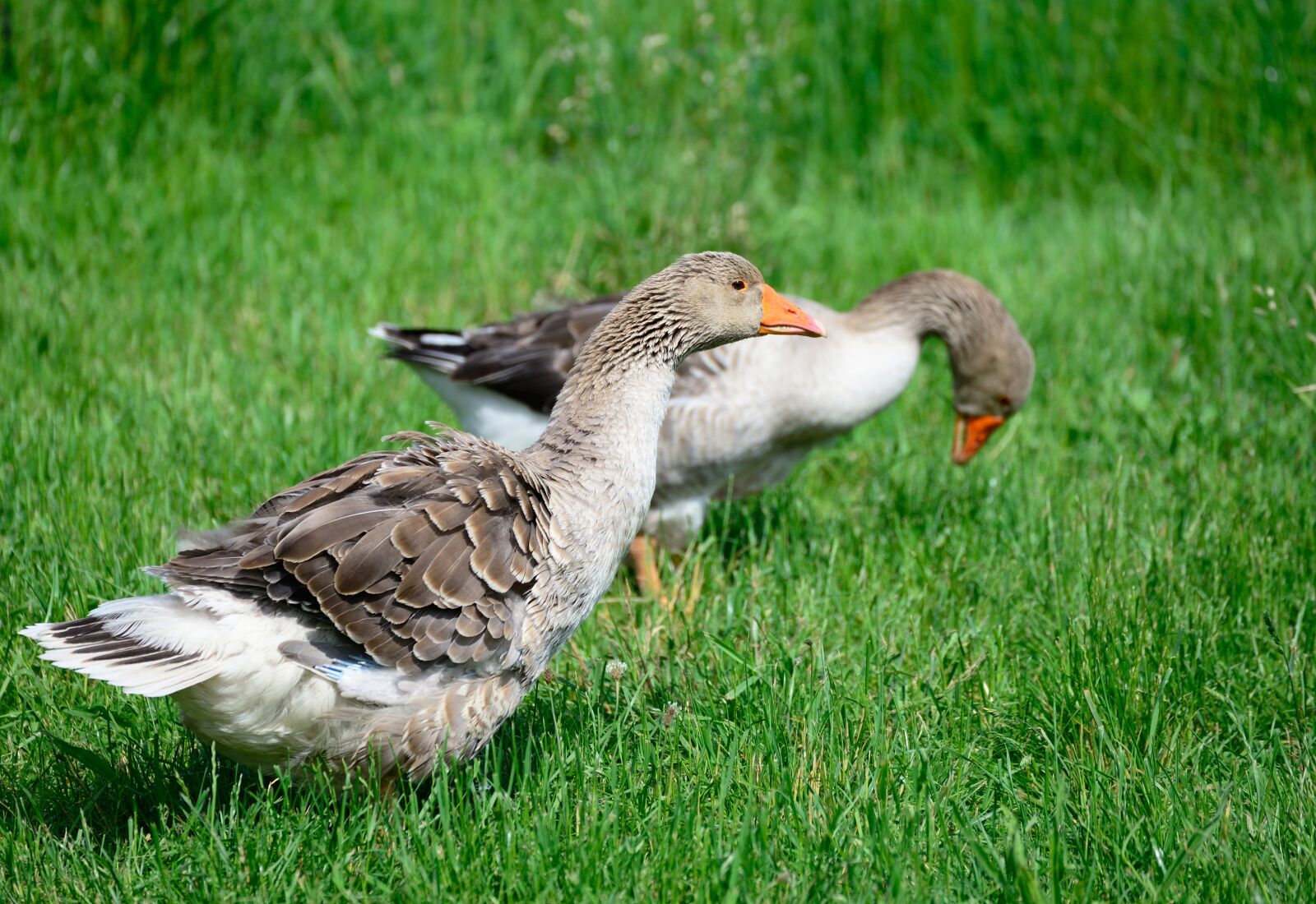 Nikon D610 sample photo. Geese, pair of goose photography